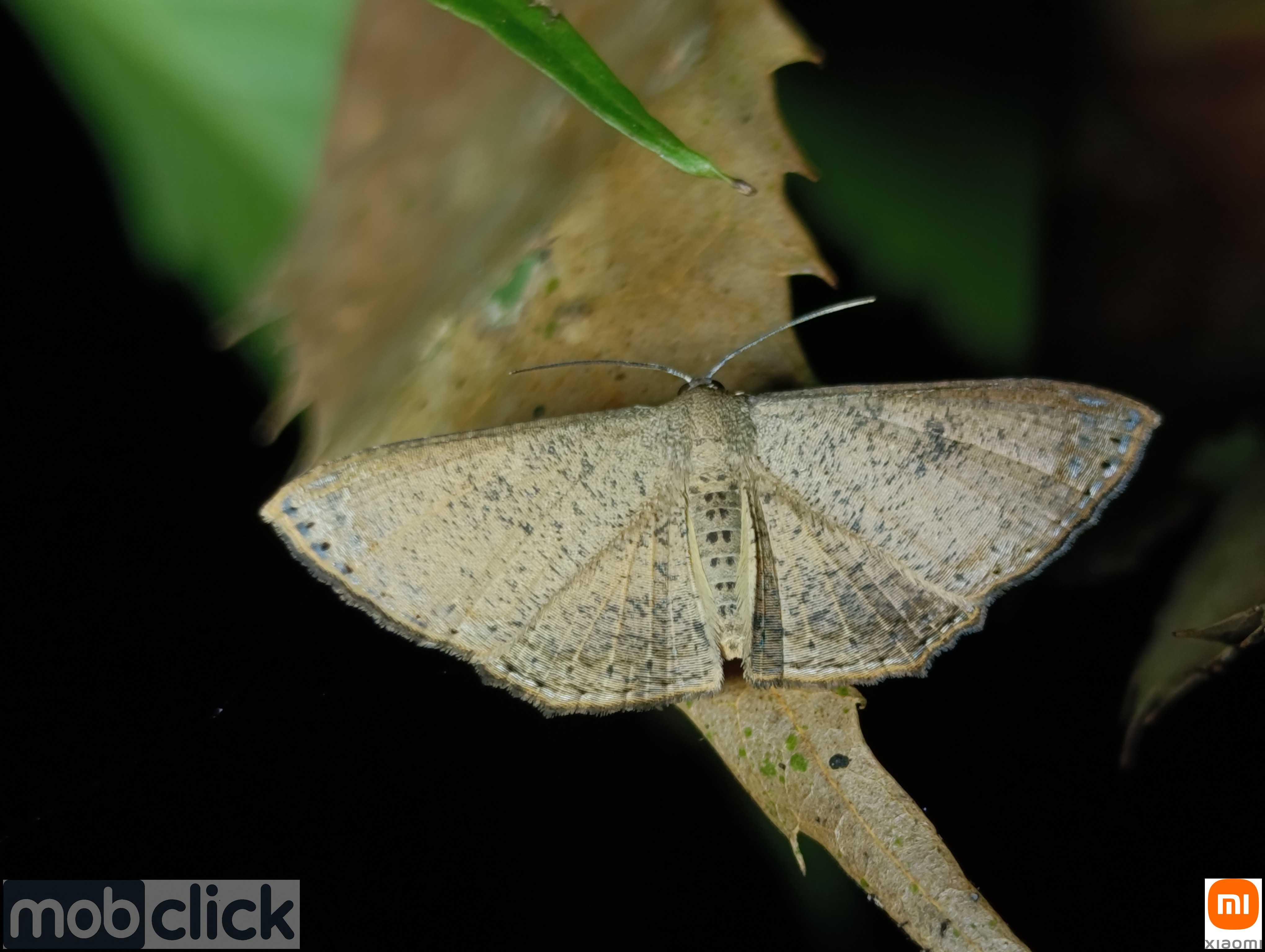 Mariposa do Cerrado