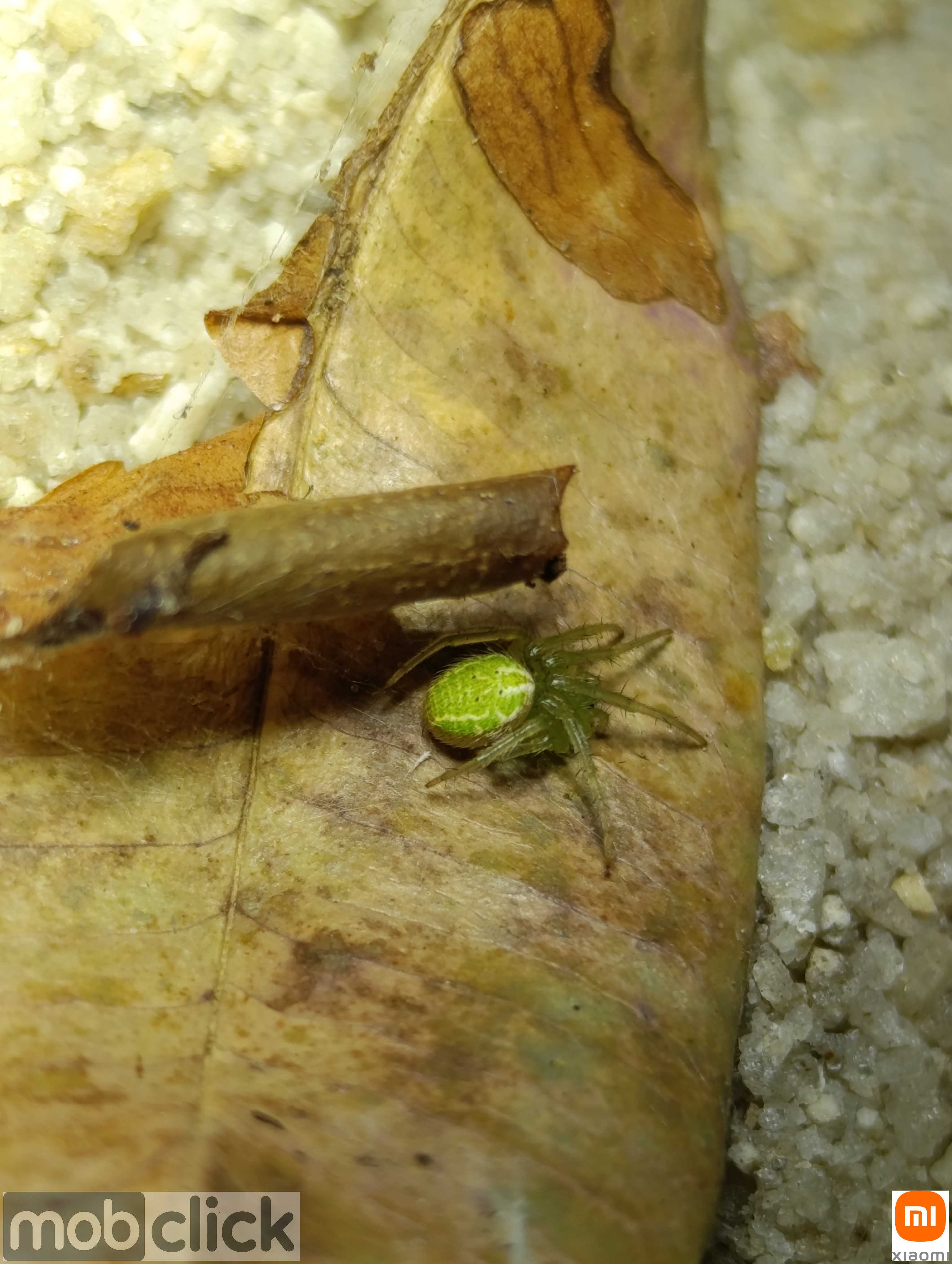 Aranha Verde
