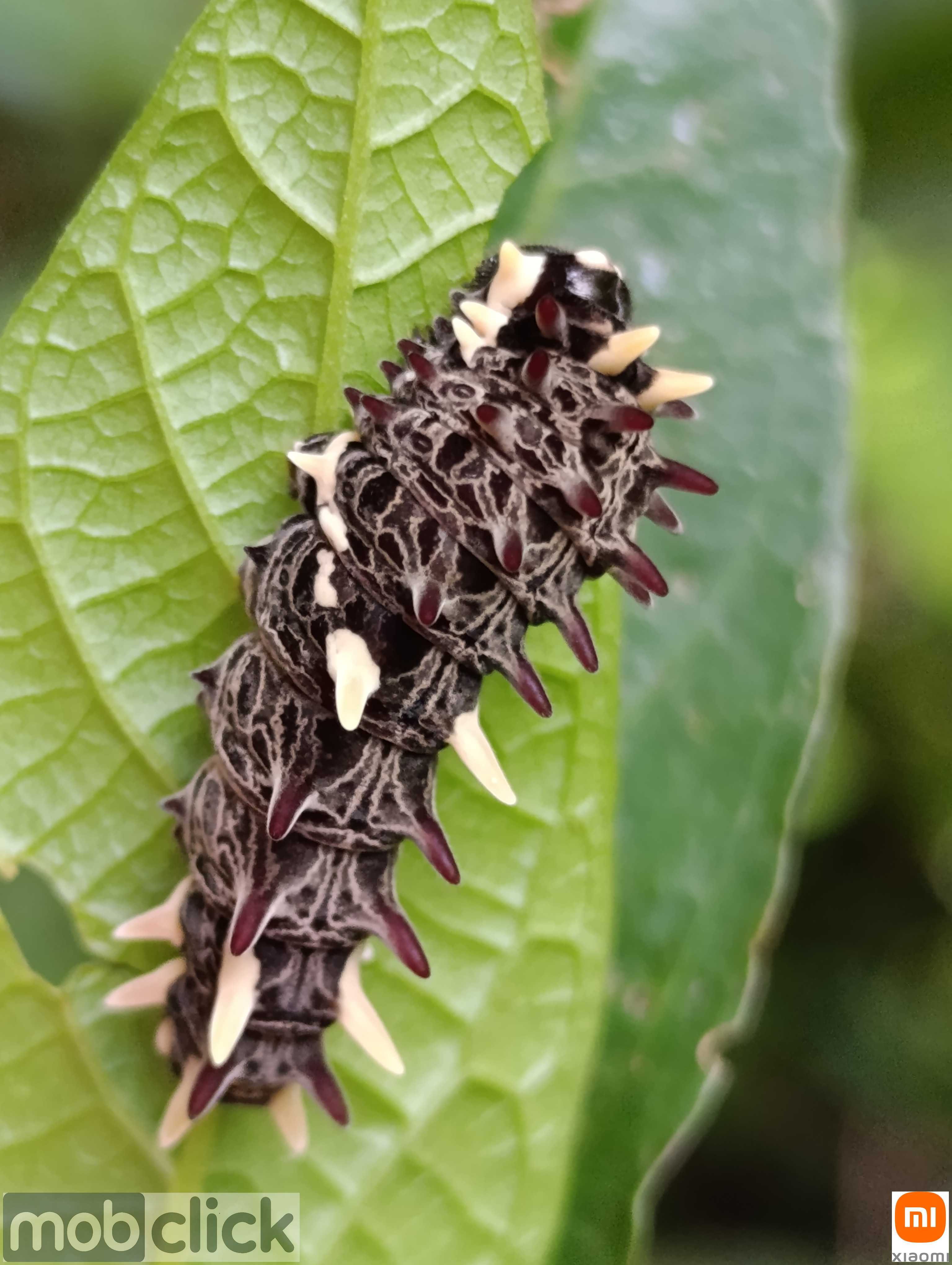 Lagartas