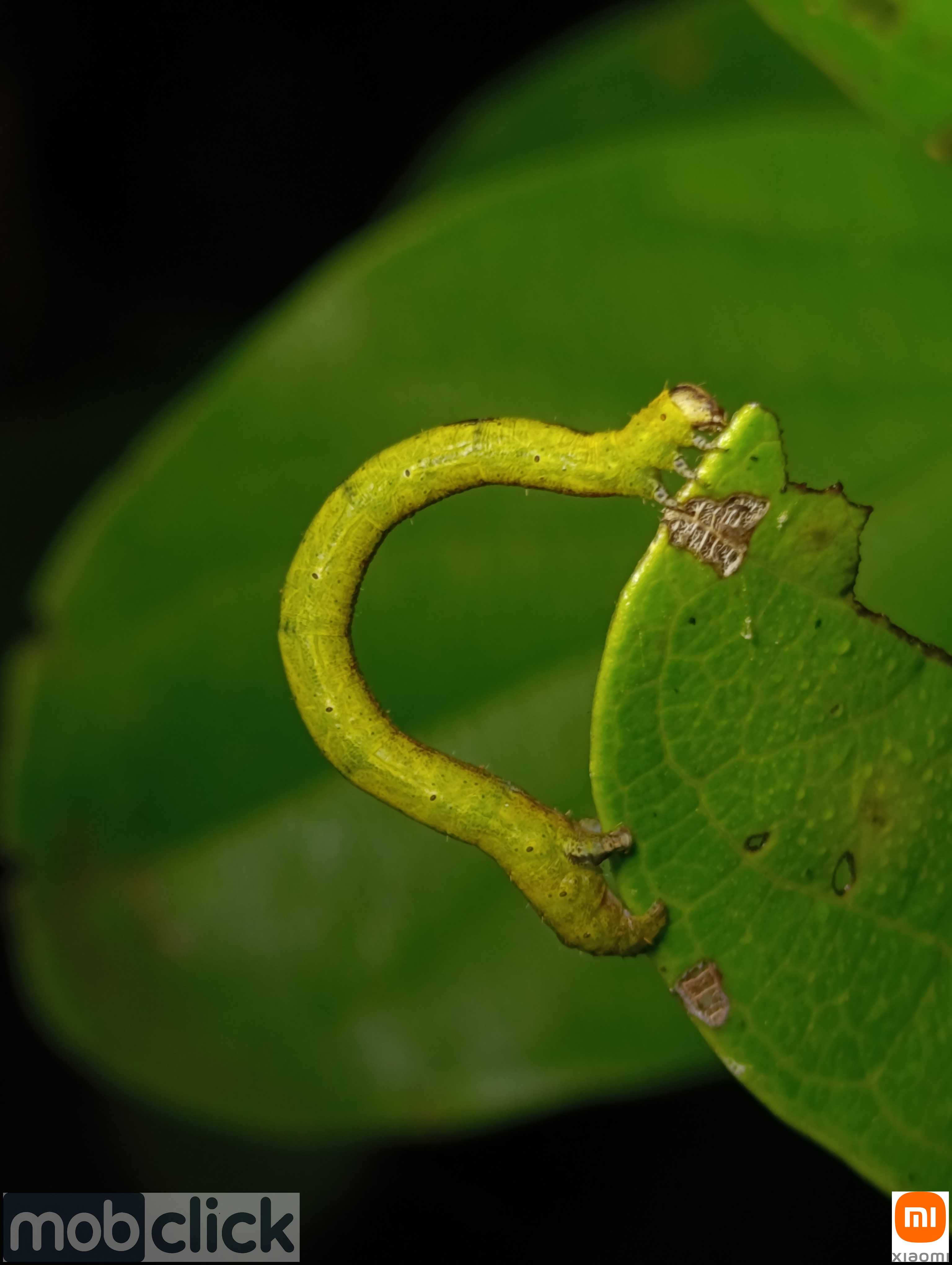 Lagartas mede palmo