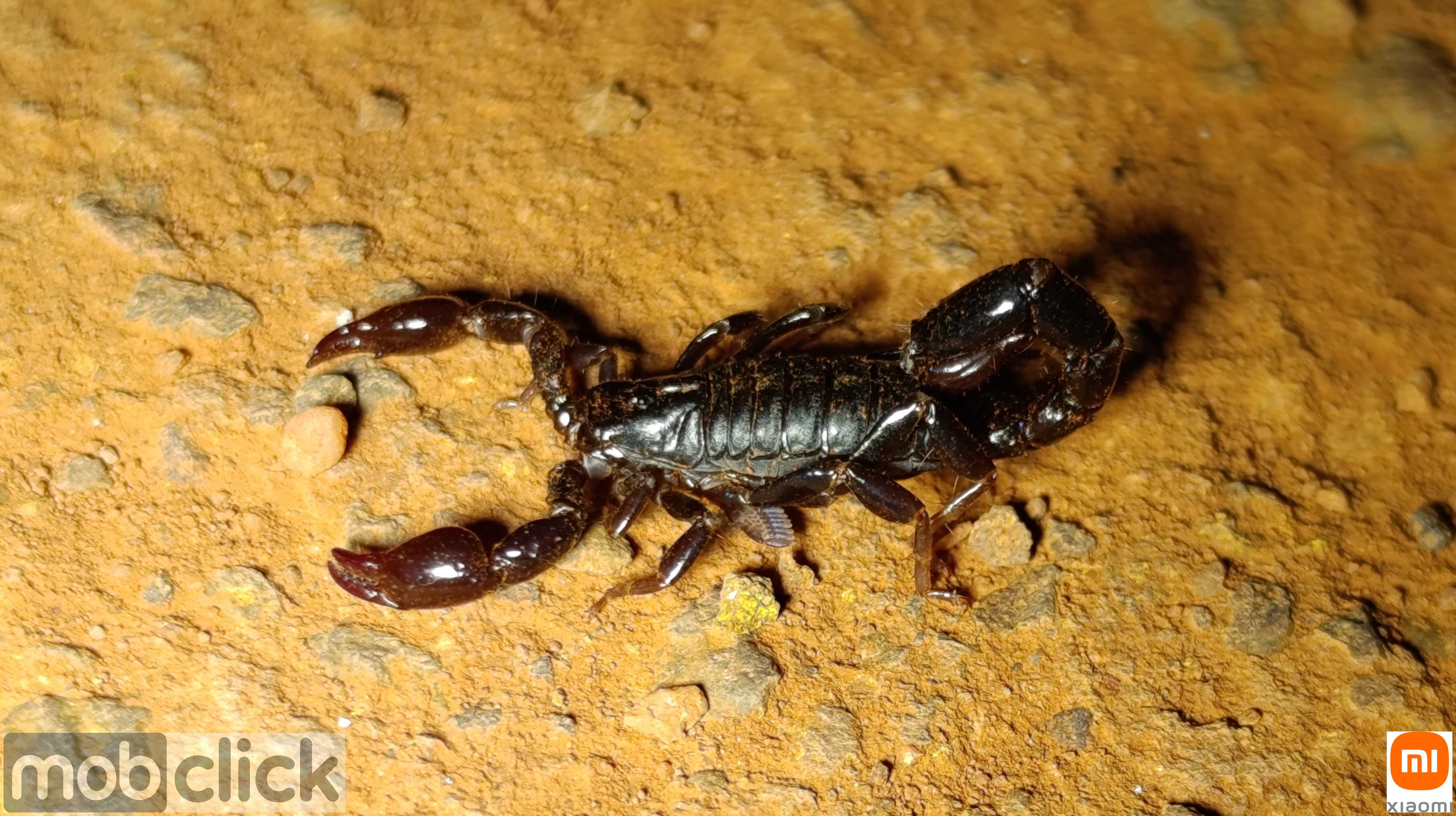 Escorpião Preto