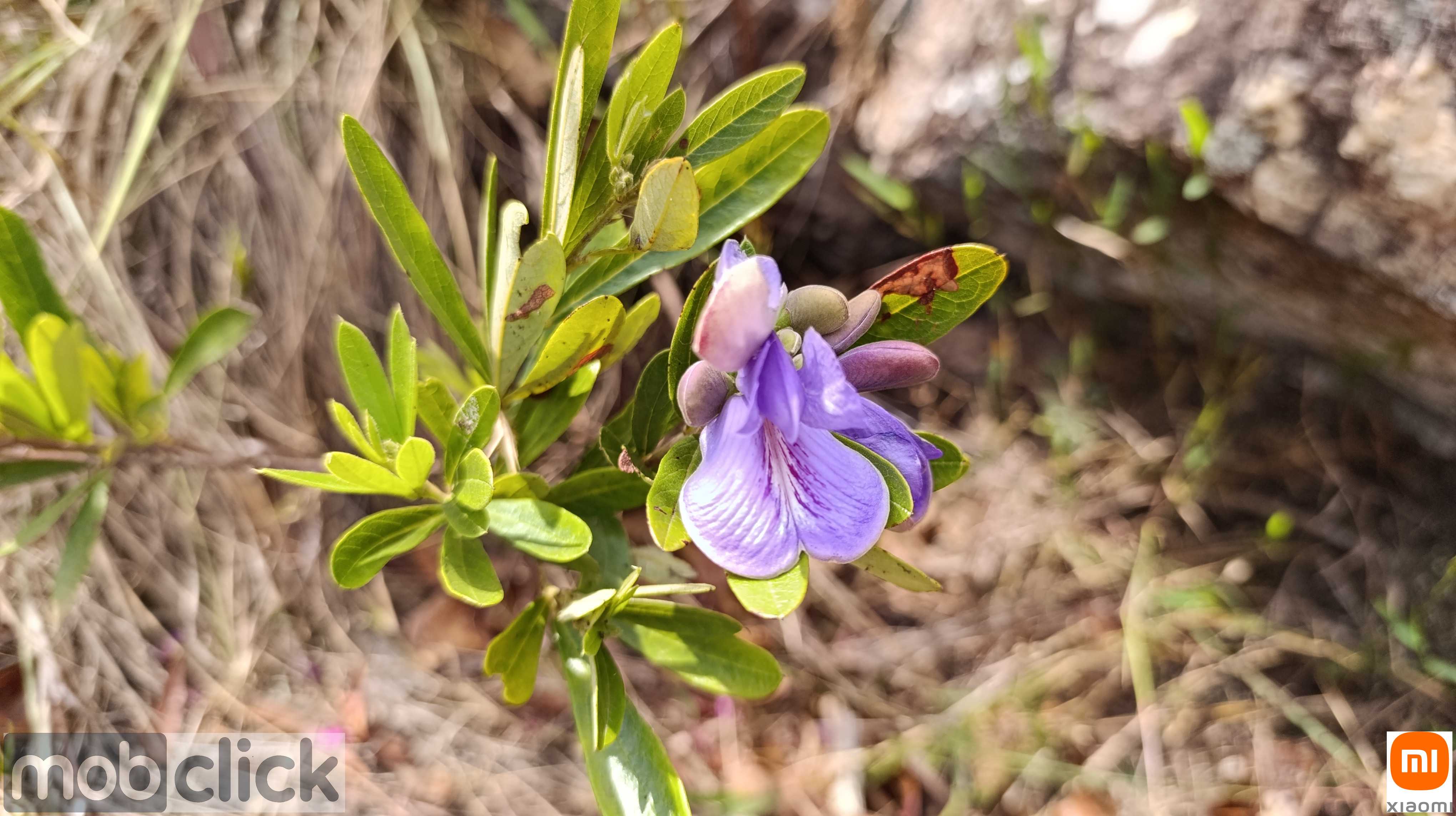 Flores do cerrado