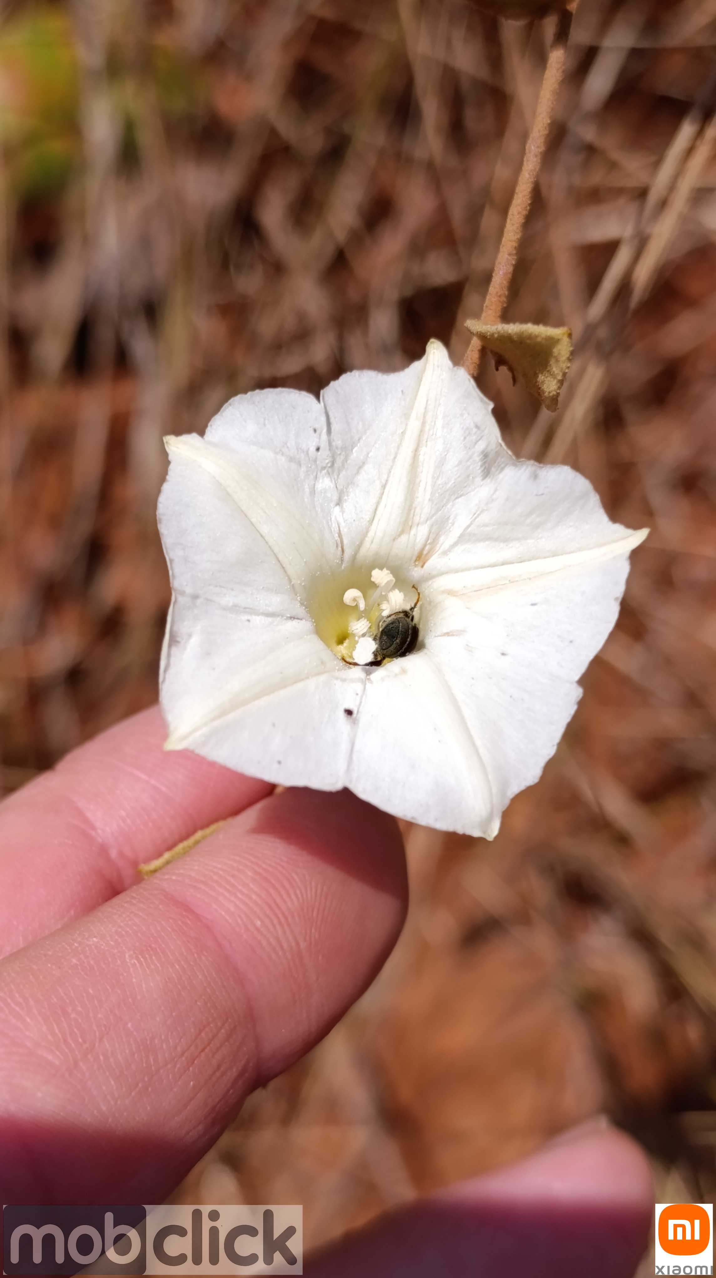 Flores do cerrado