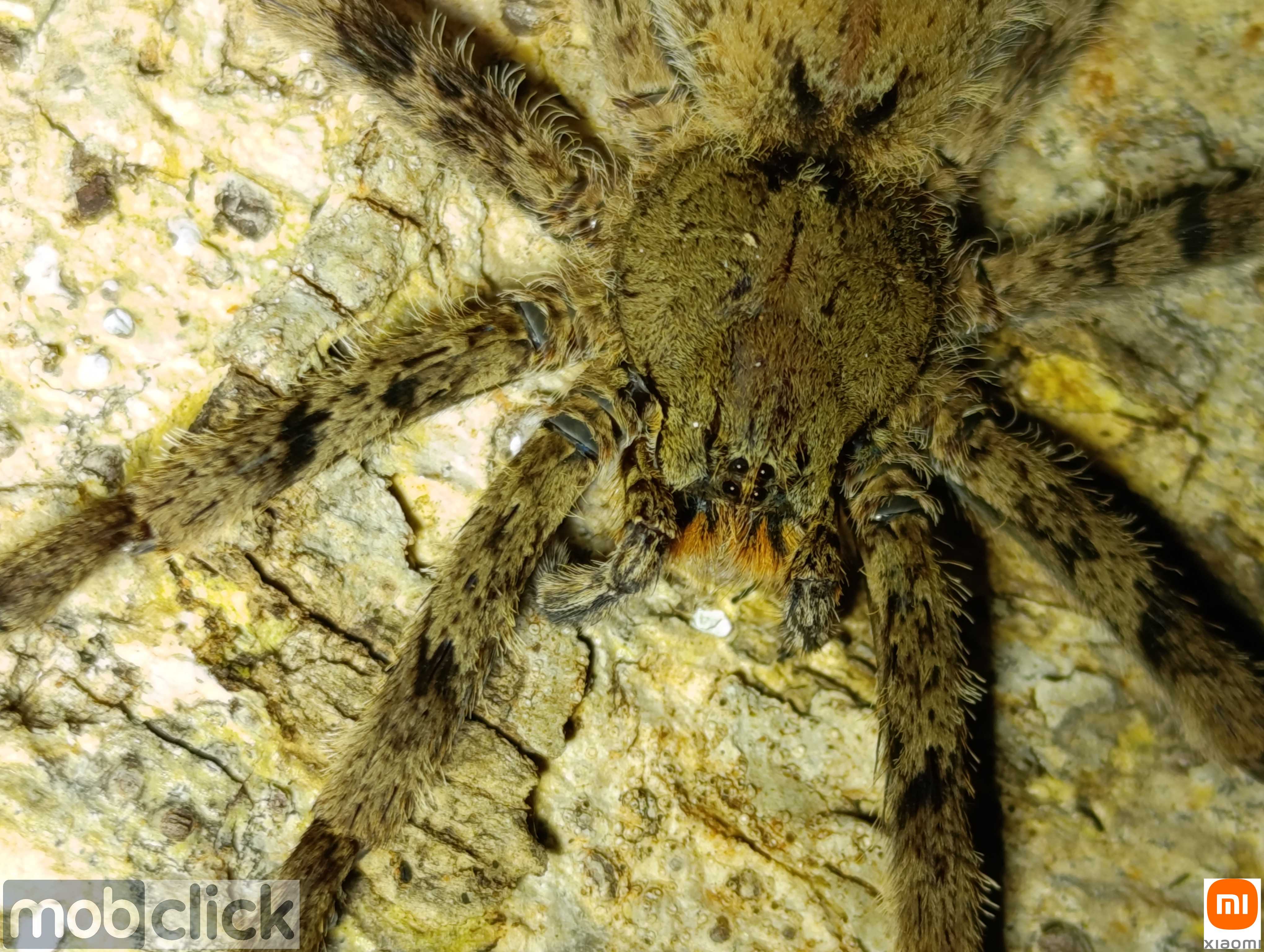 Aranhas do cerrado