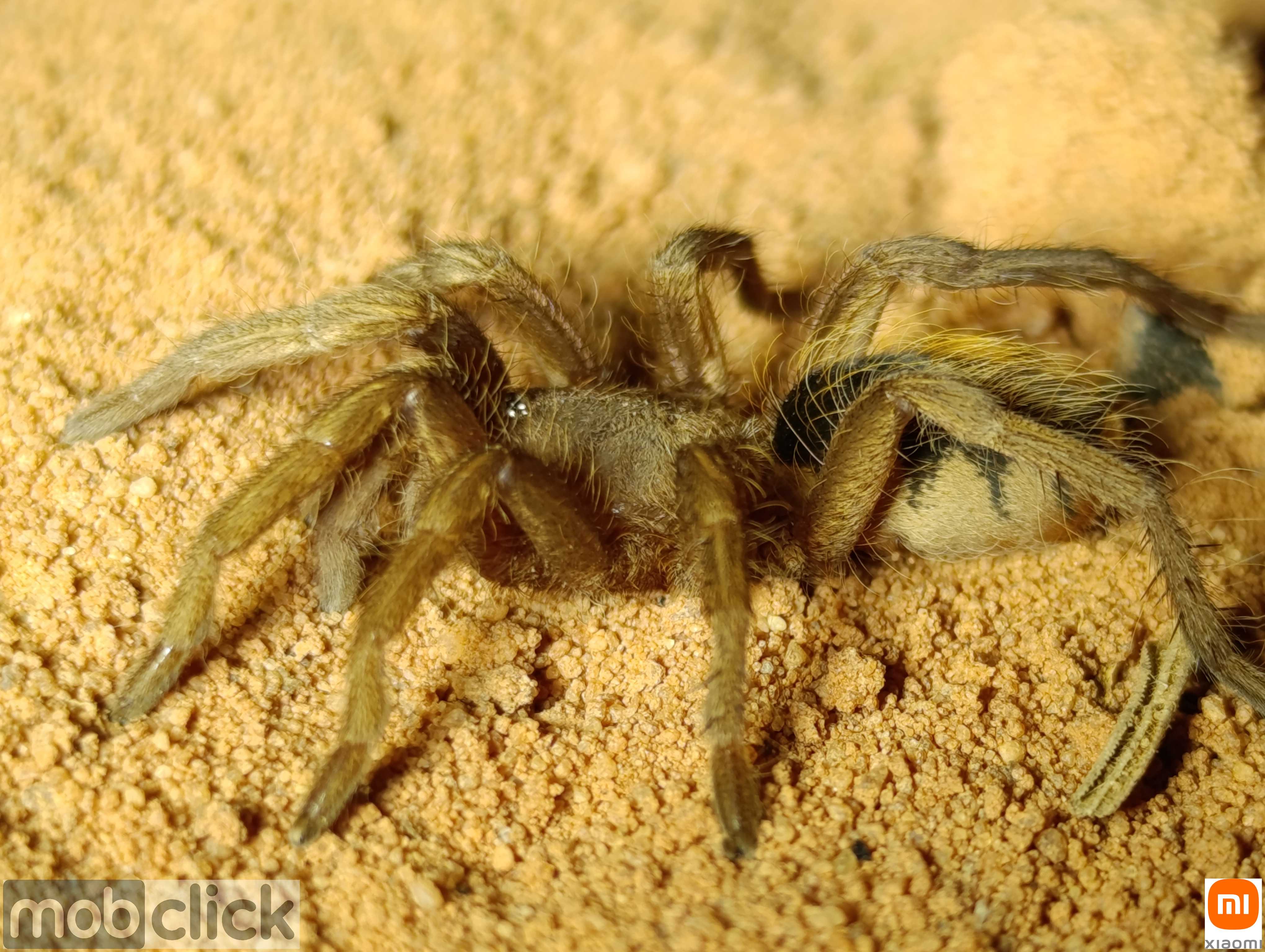 Aranhas do cerrado
