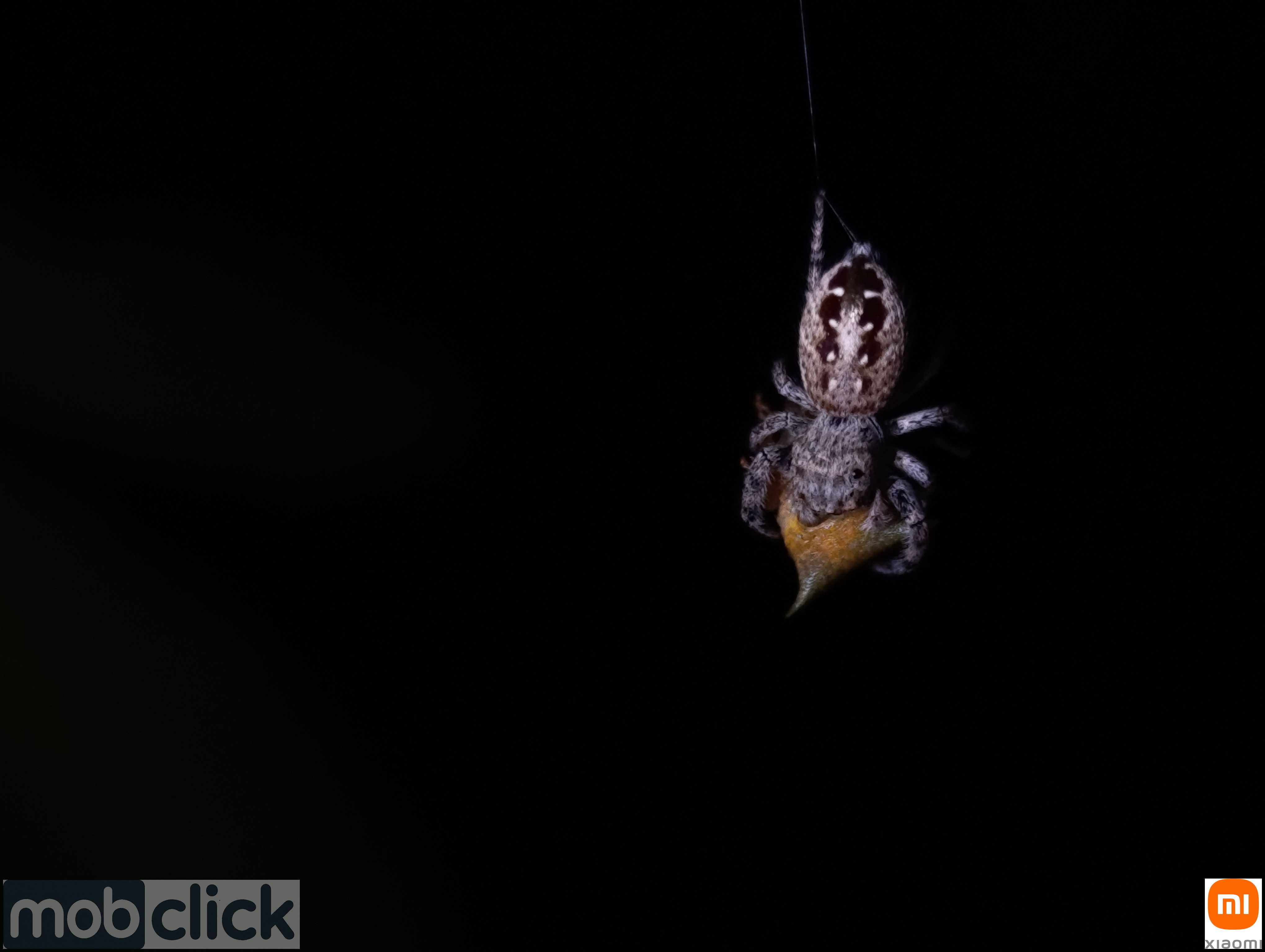 Aranhas do cerrado