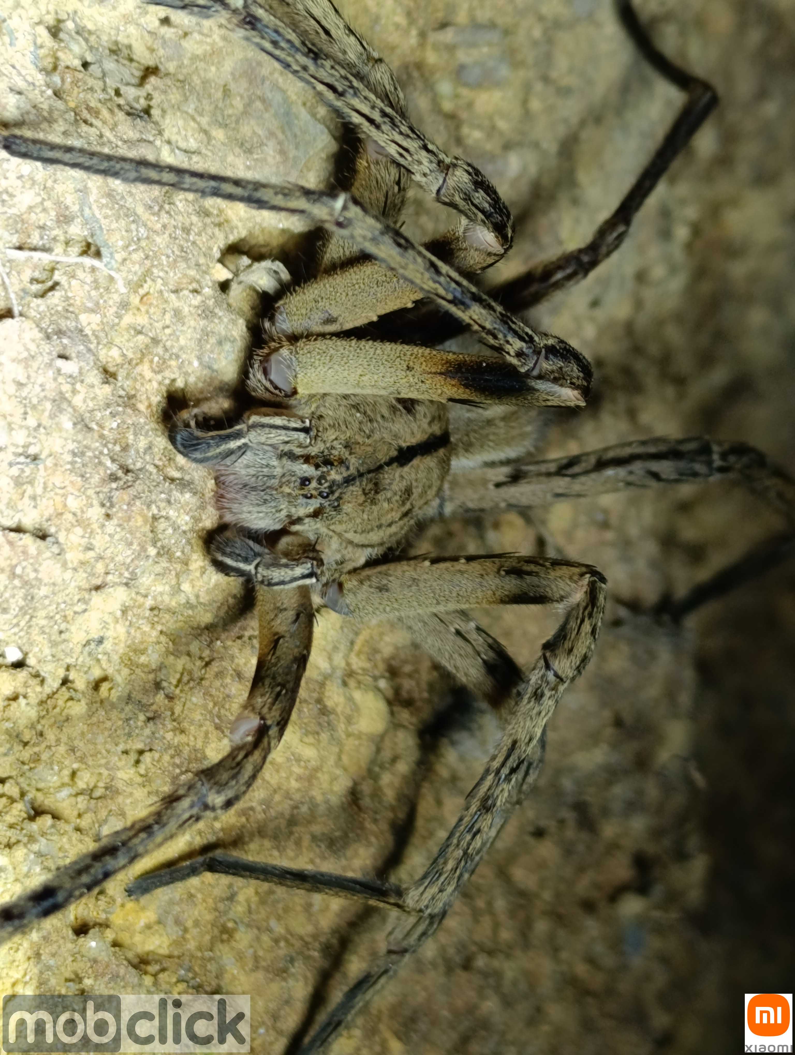 Aranha Armadeira