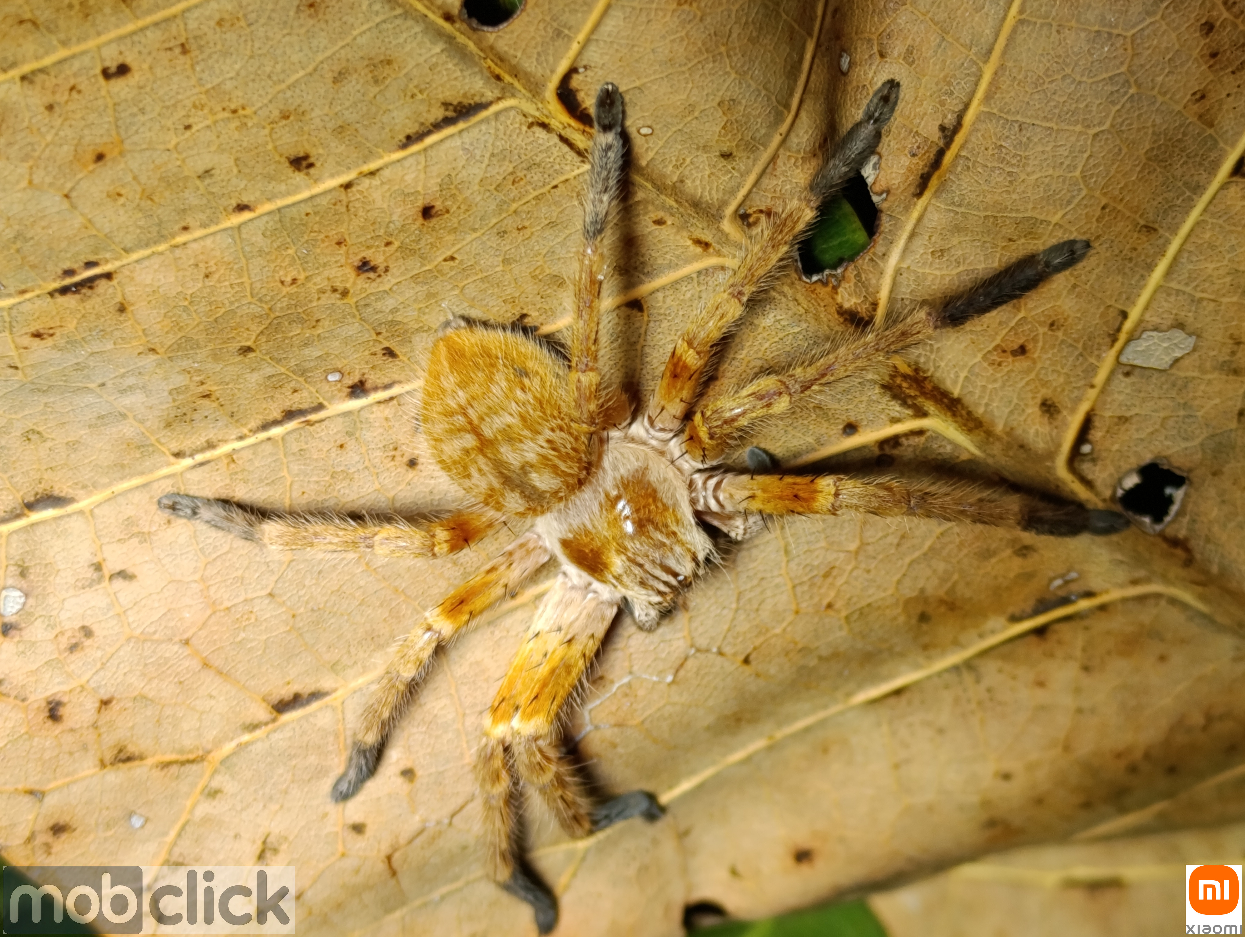 Aranhas do cerrado