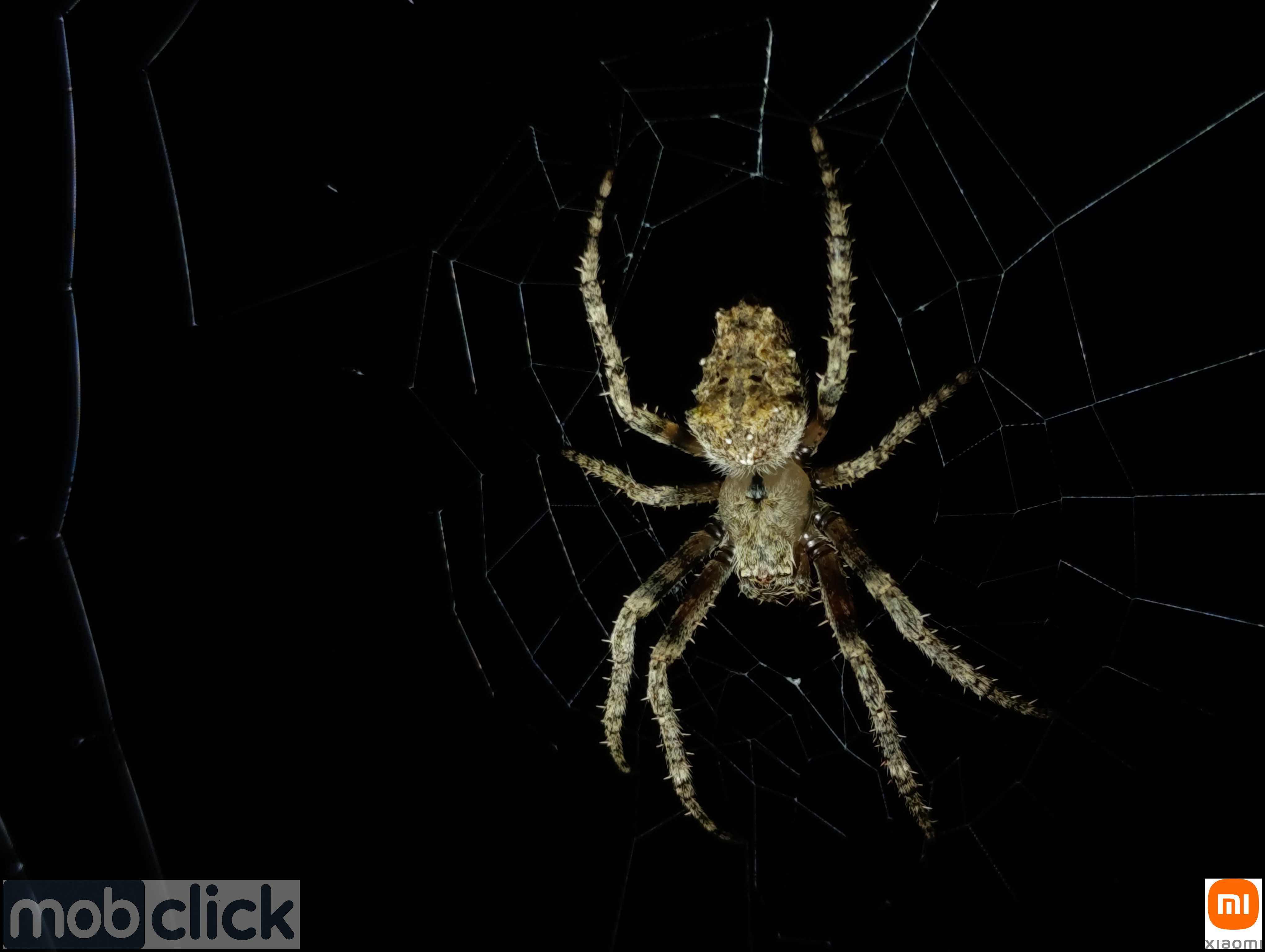 Aranhas do cerrado