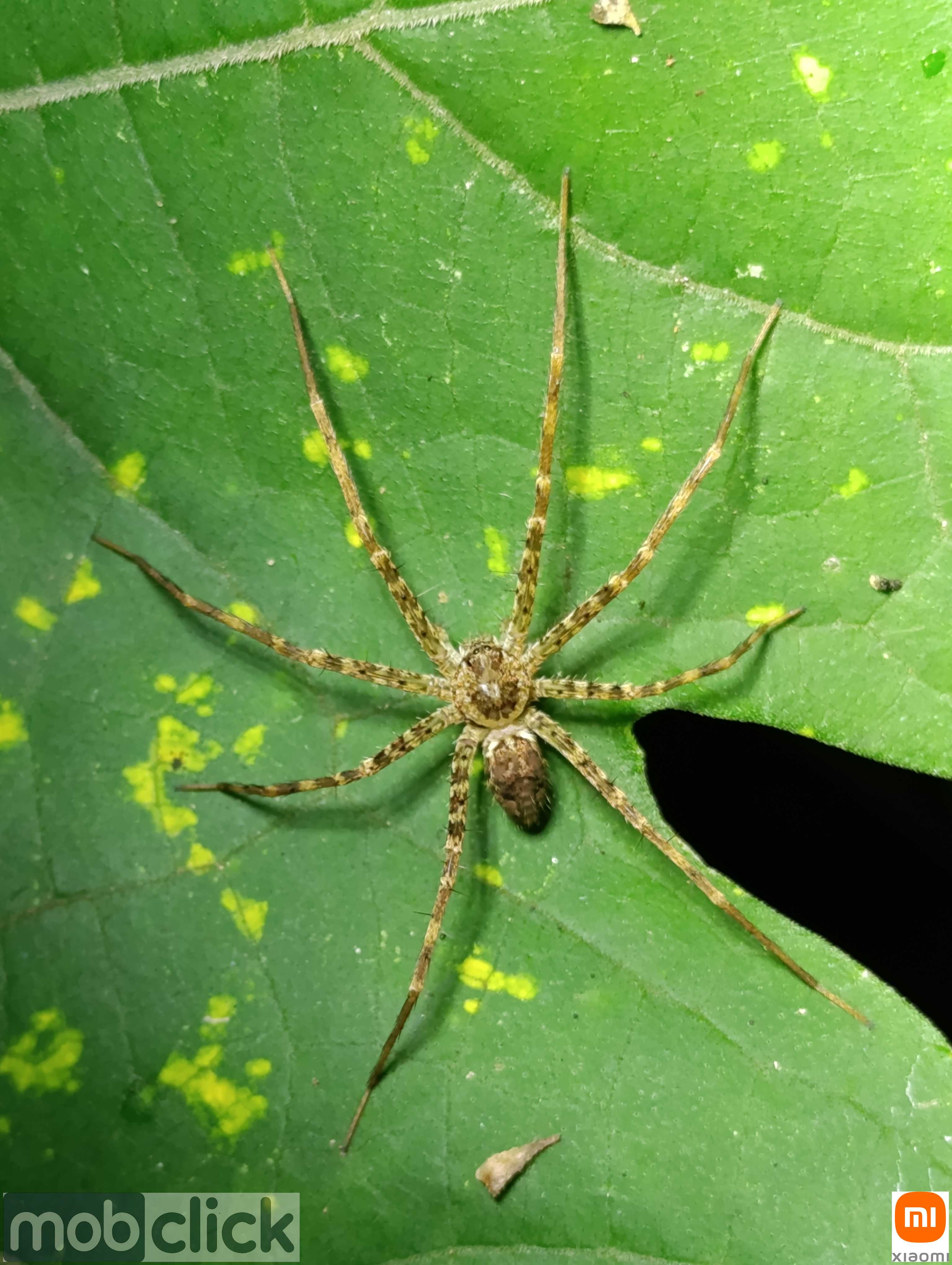 Aranhas do cerrado