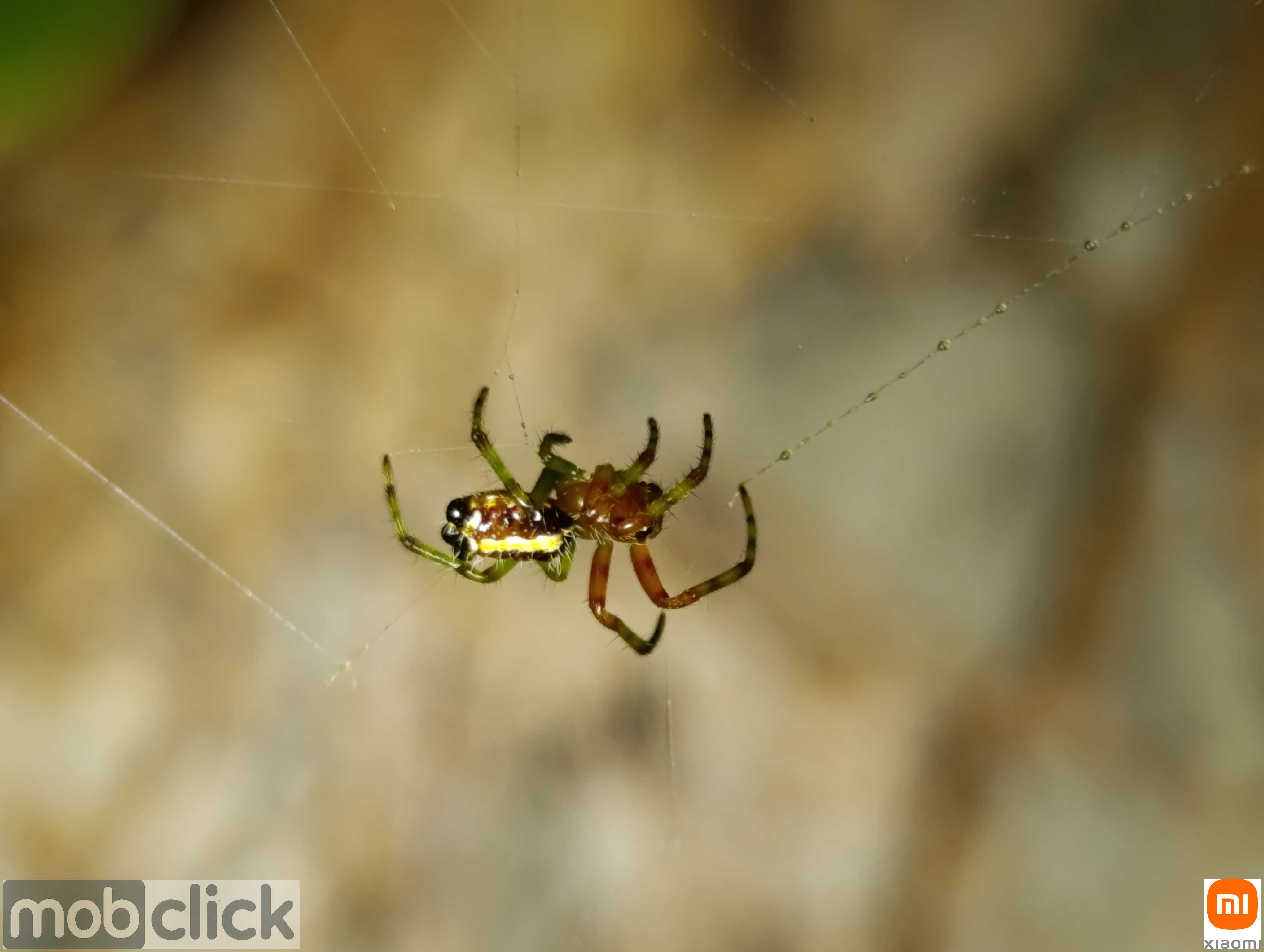 Aranhas do cerrado