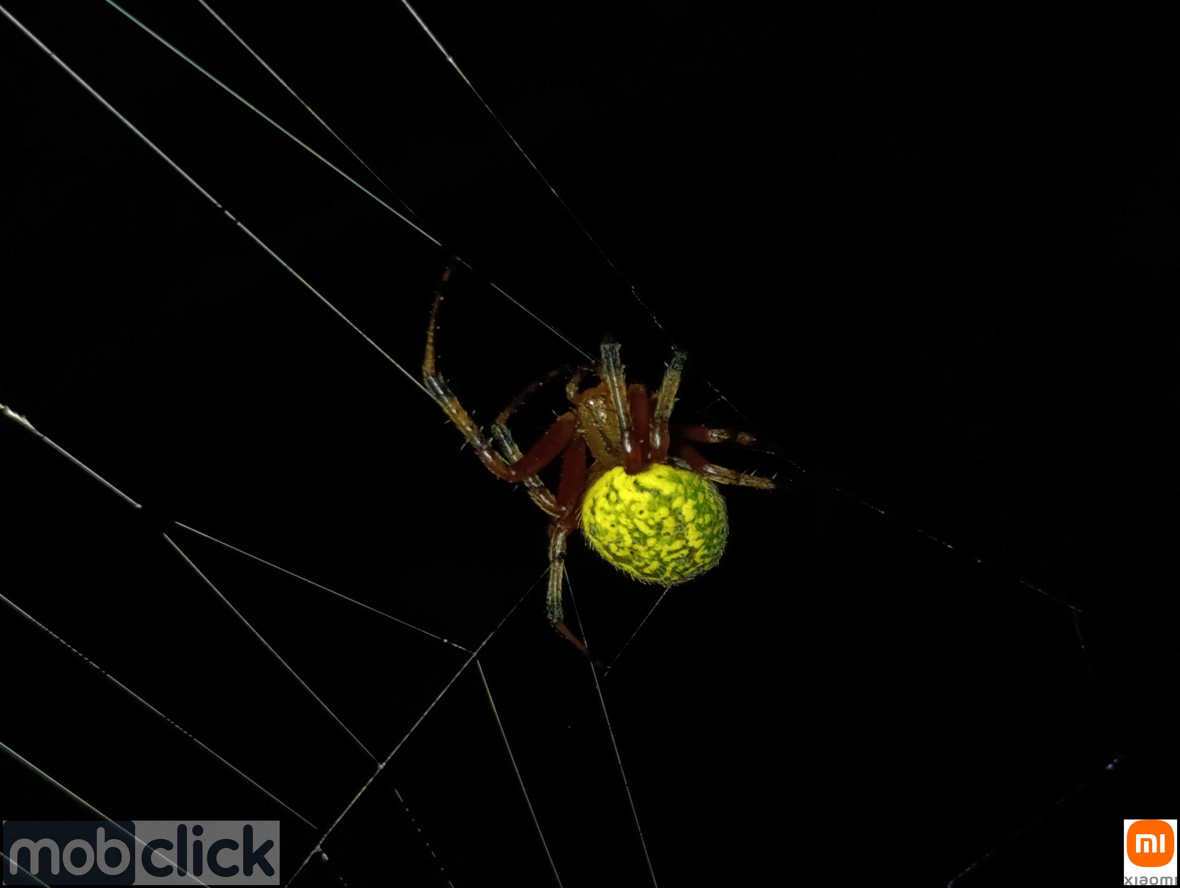 Aranhas do cerrado