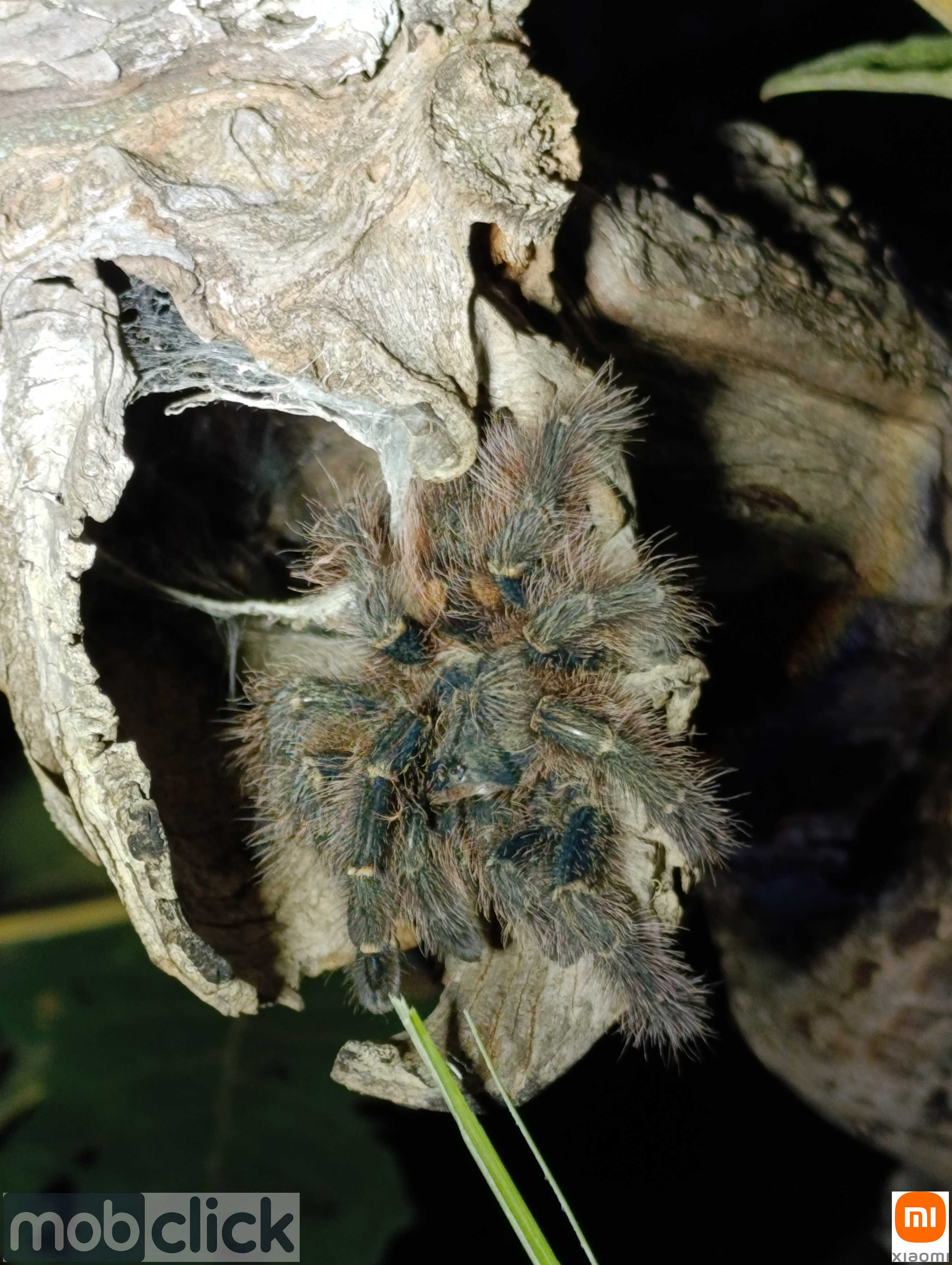 Aranhas do cerrado