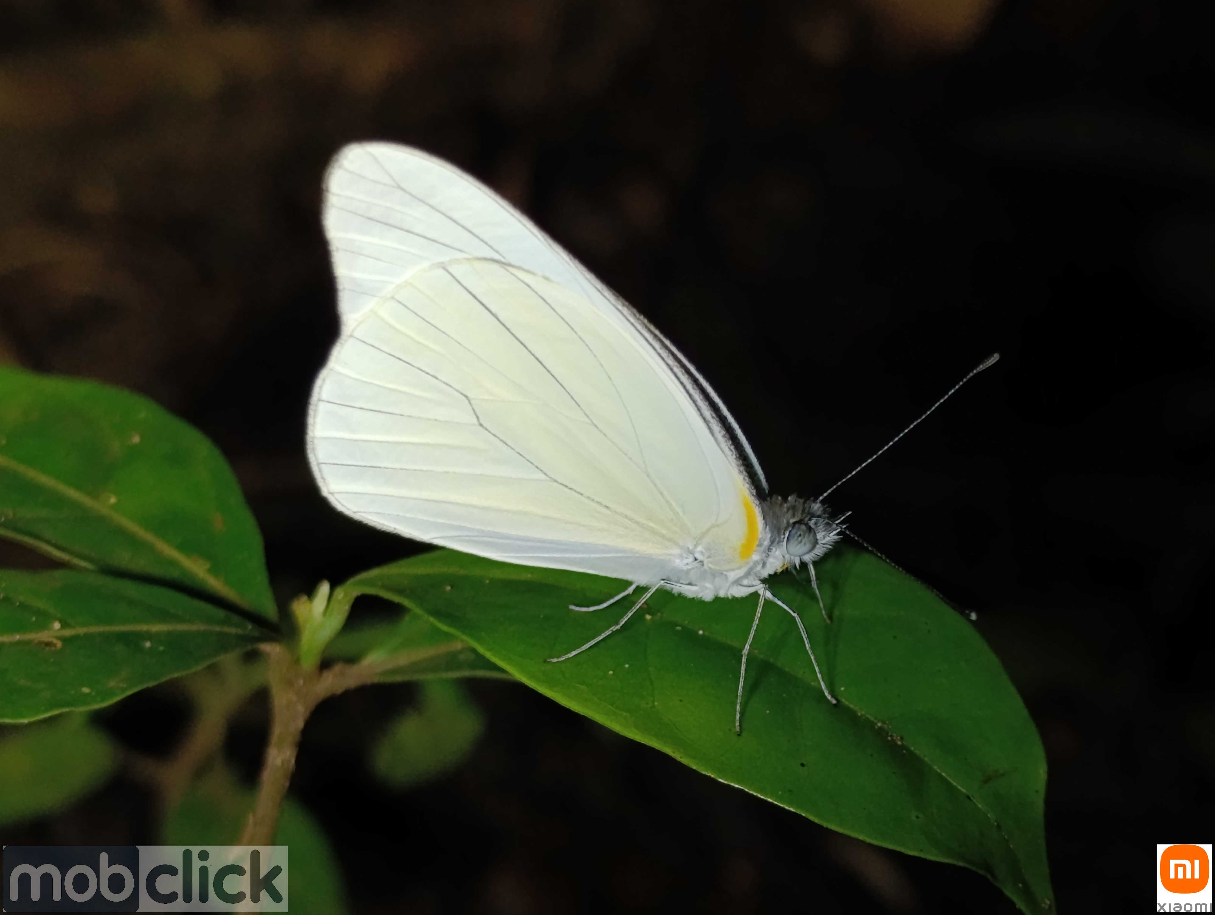 Borboleta branca