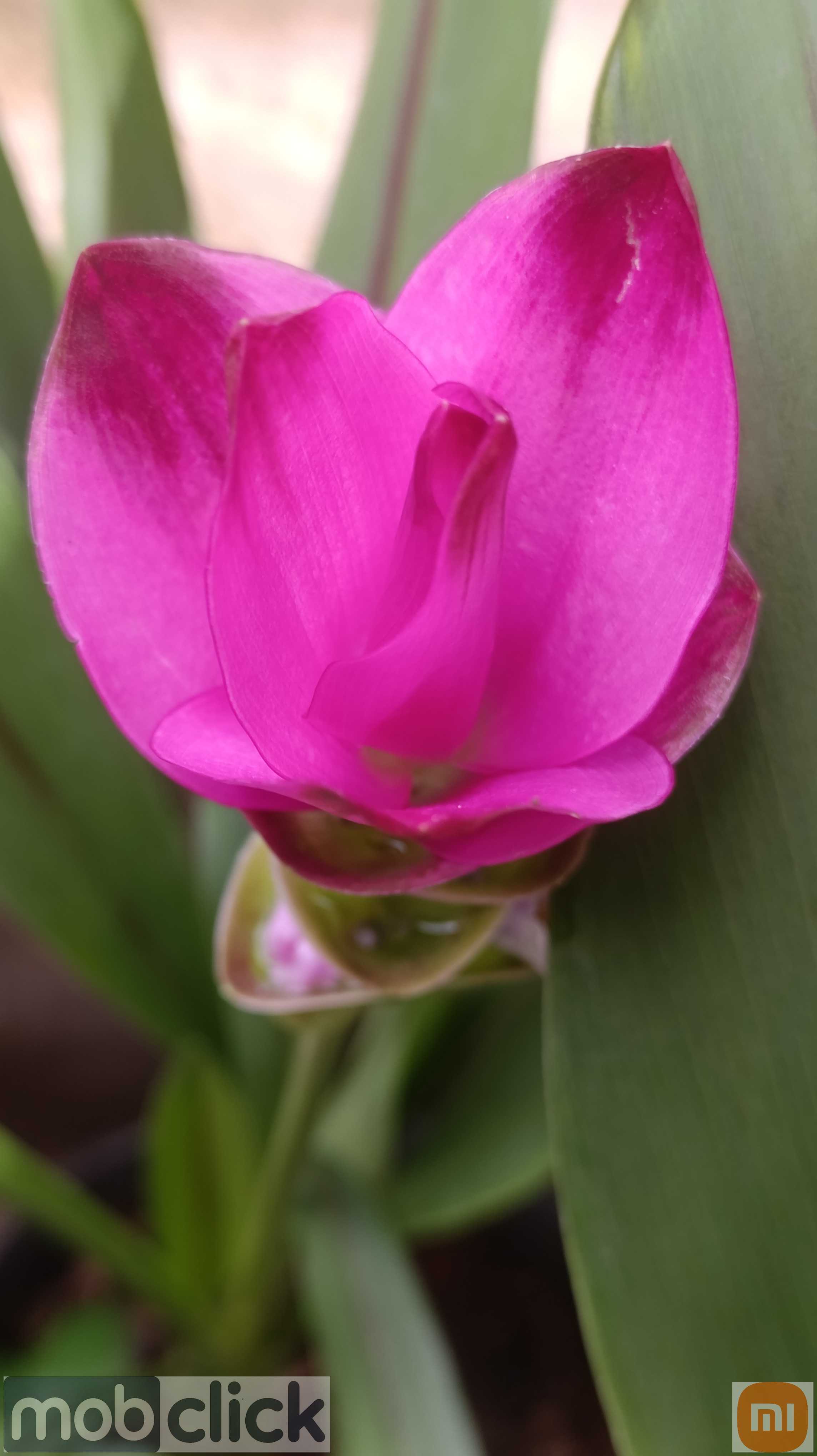 Flor do Cúrcuma - Açafrão da terra