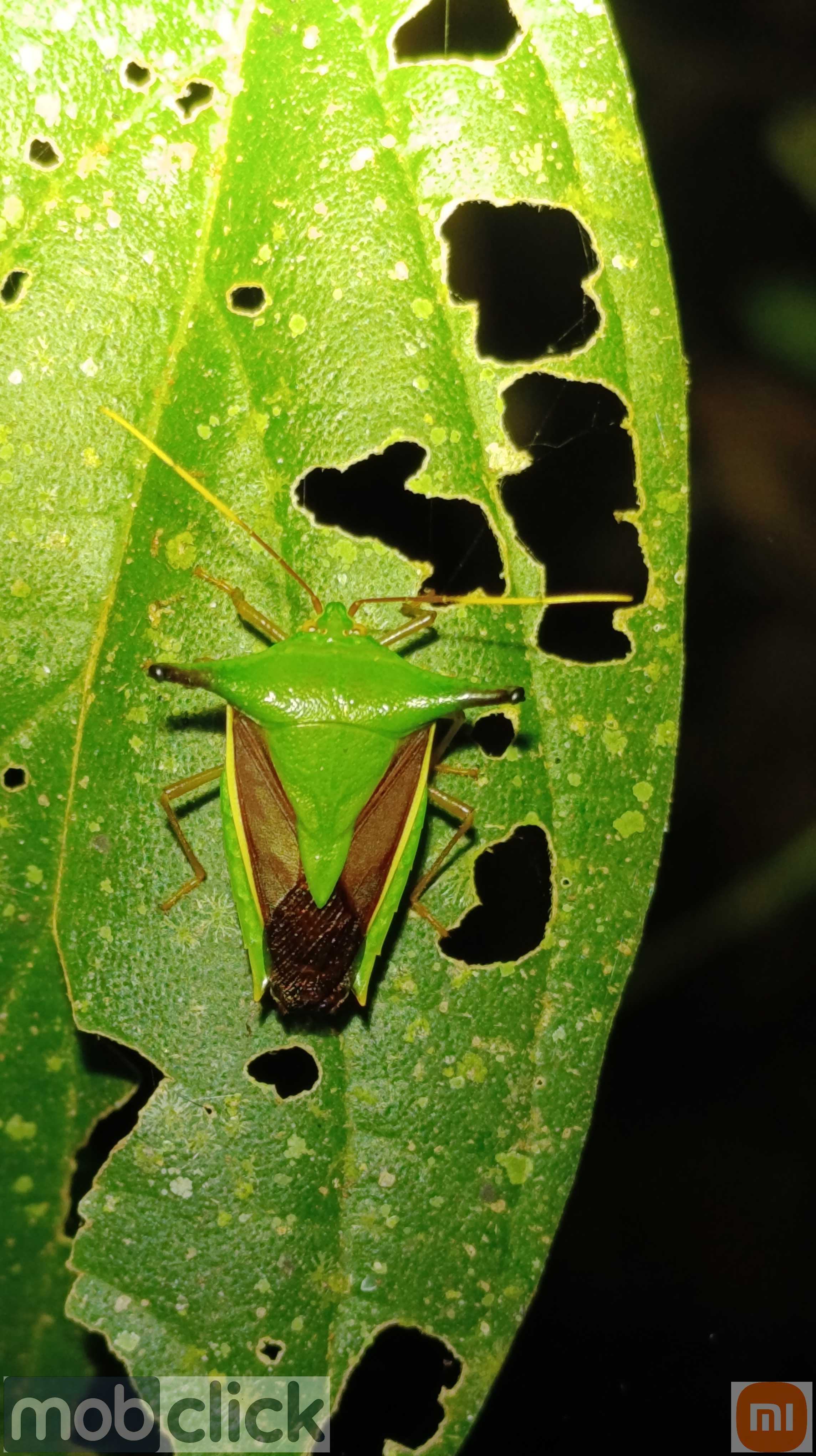 Insetos verdes