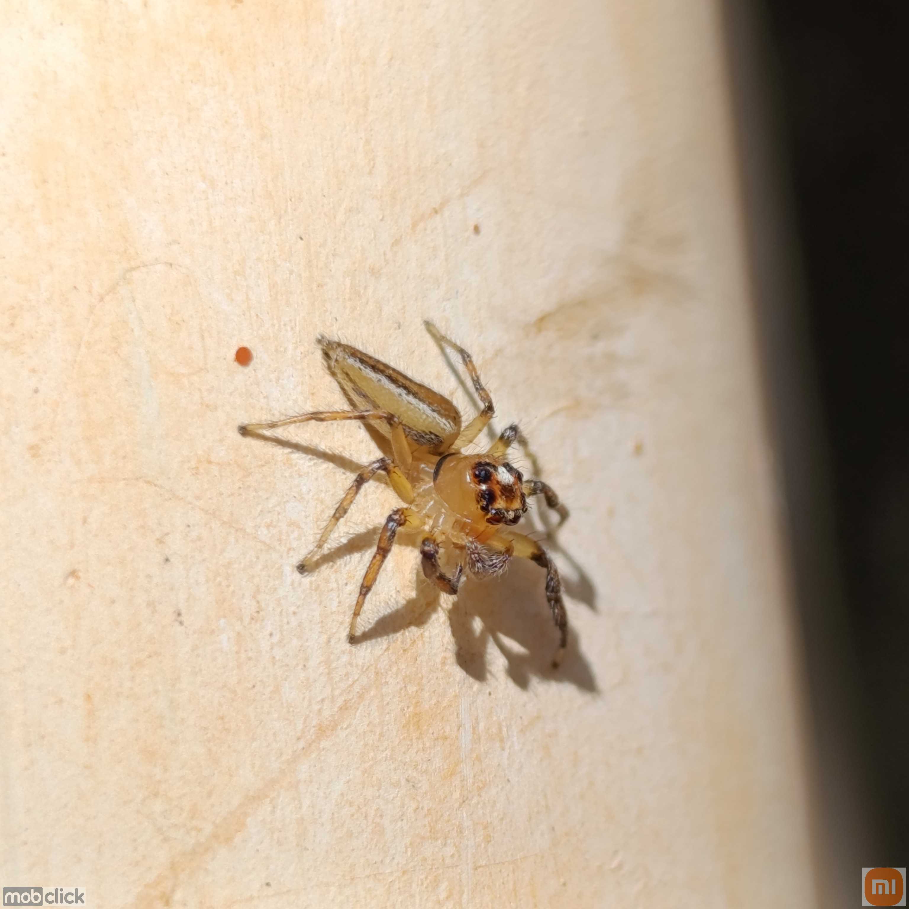 Aranhas saltadeiras