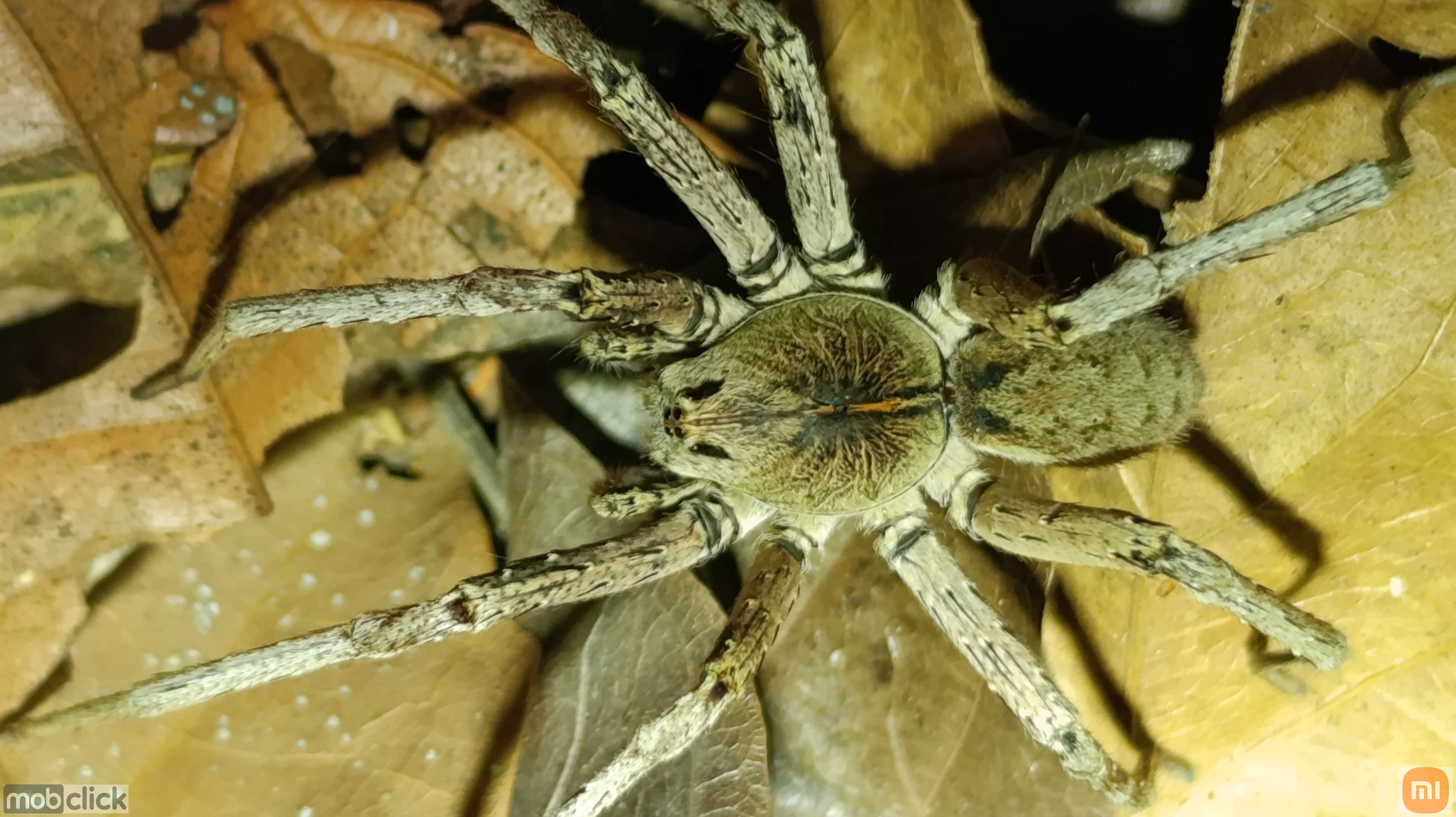 Aranhas do cerrado