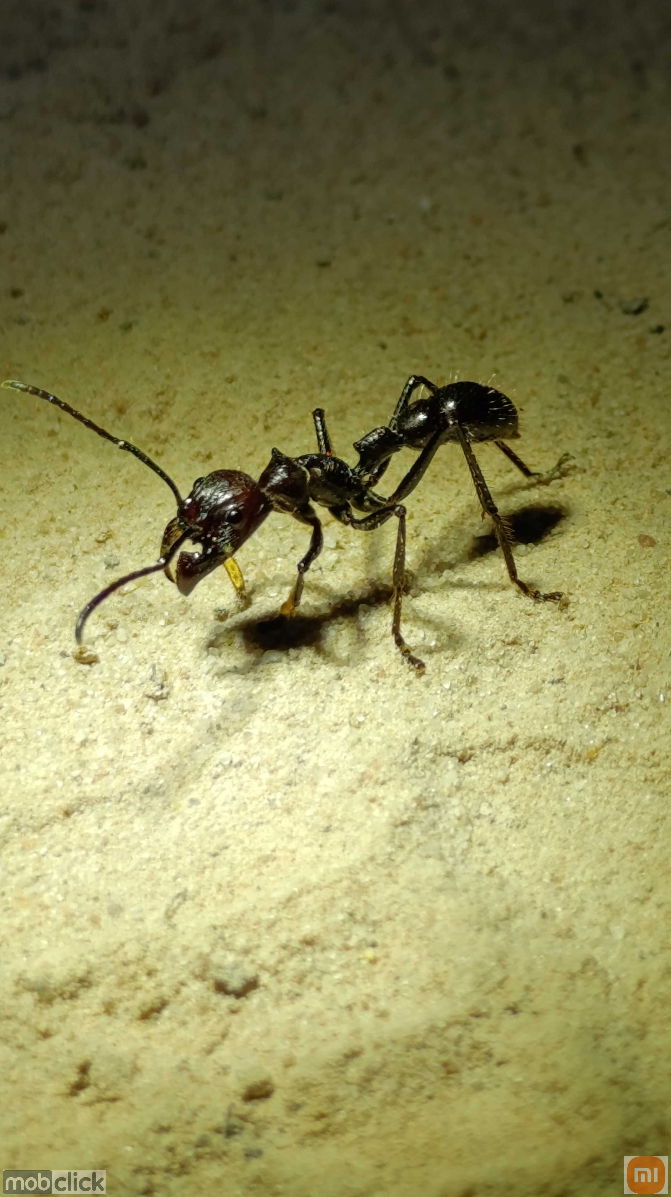 Formiga tocandira Paraponera clavata