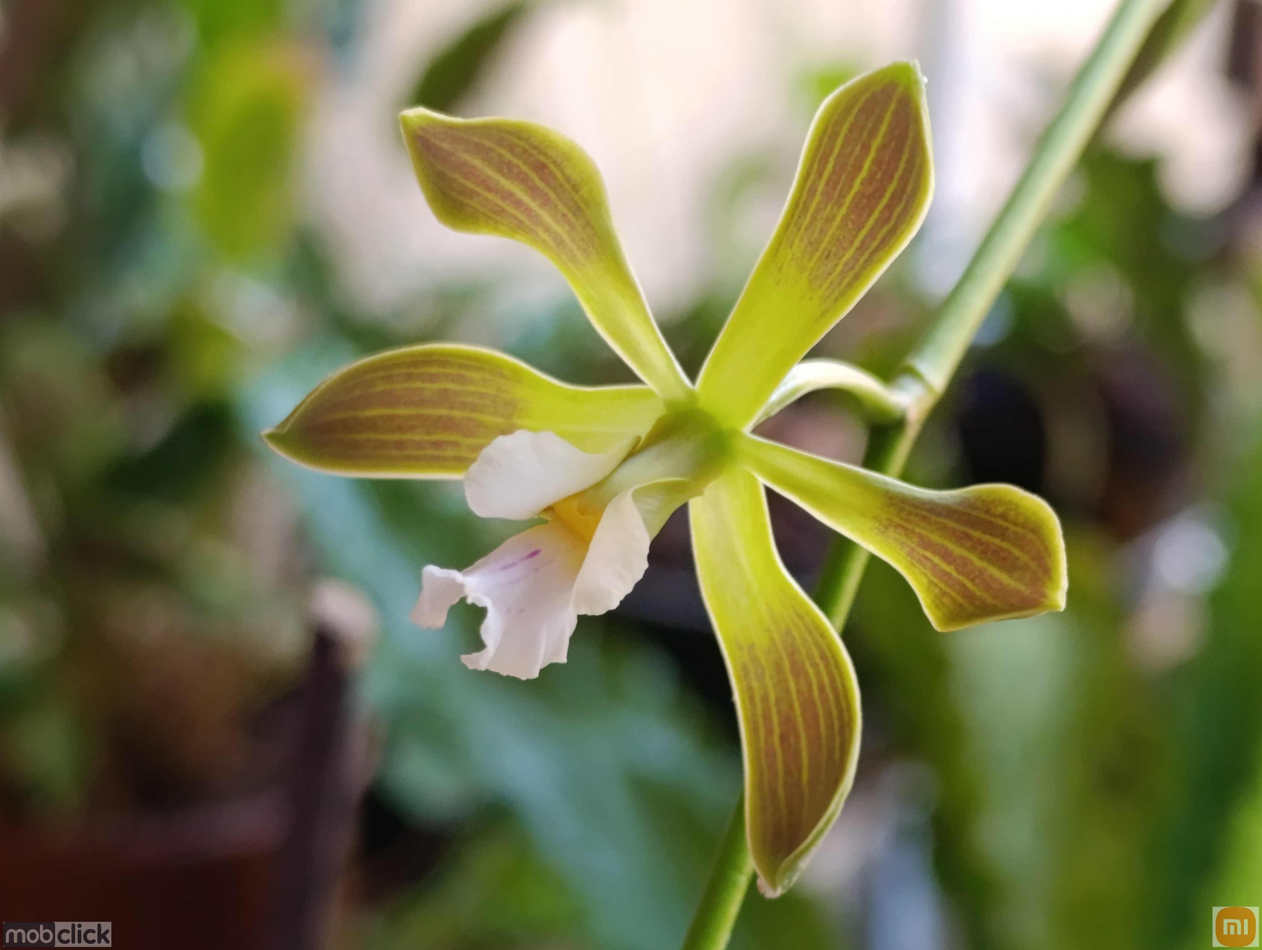 Orquídea Encyclia osmantha