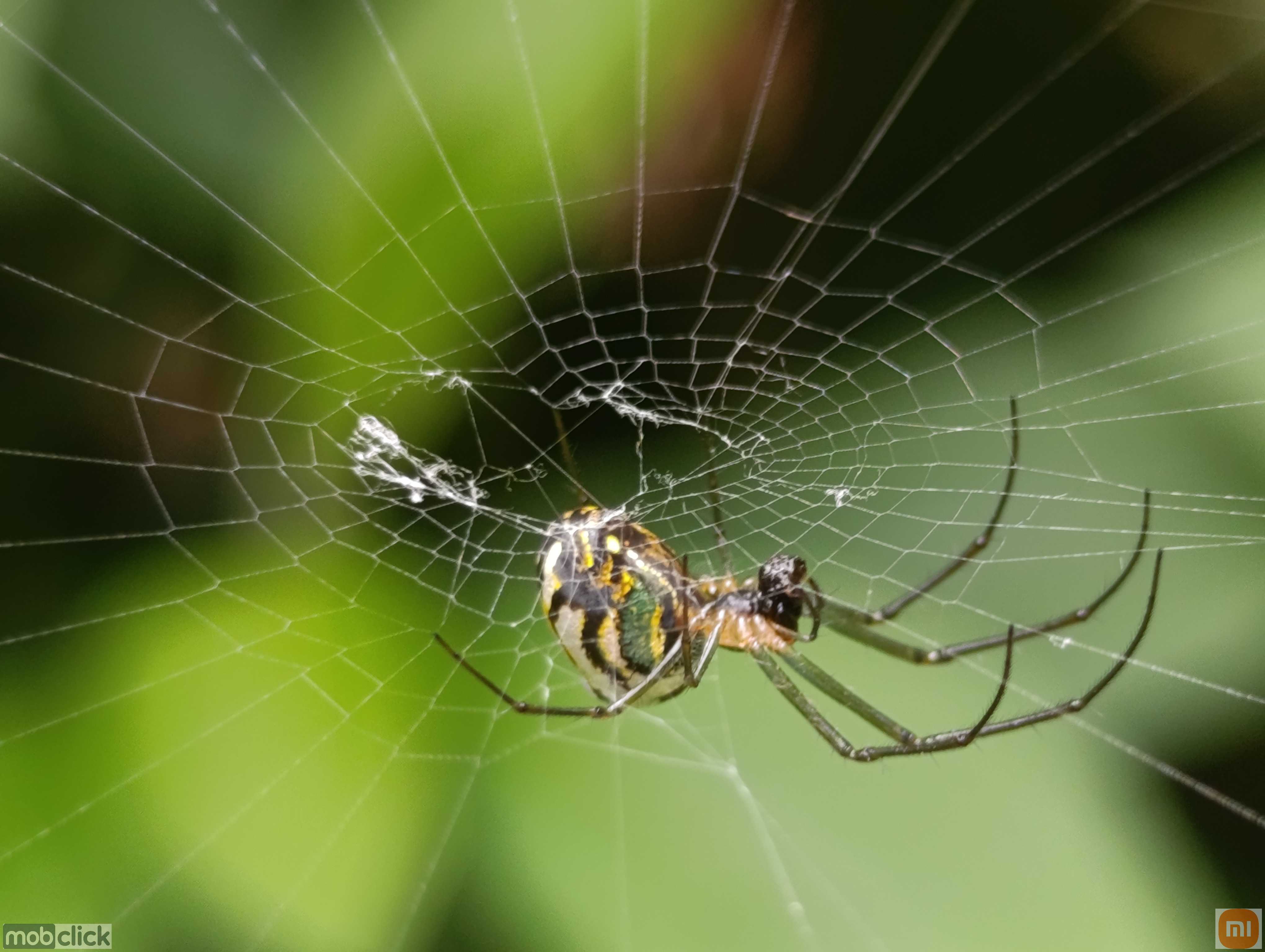 Leucauge volupis - Aranhas do cerrado
