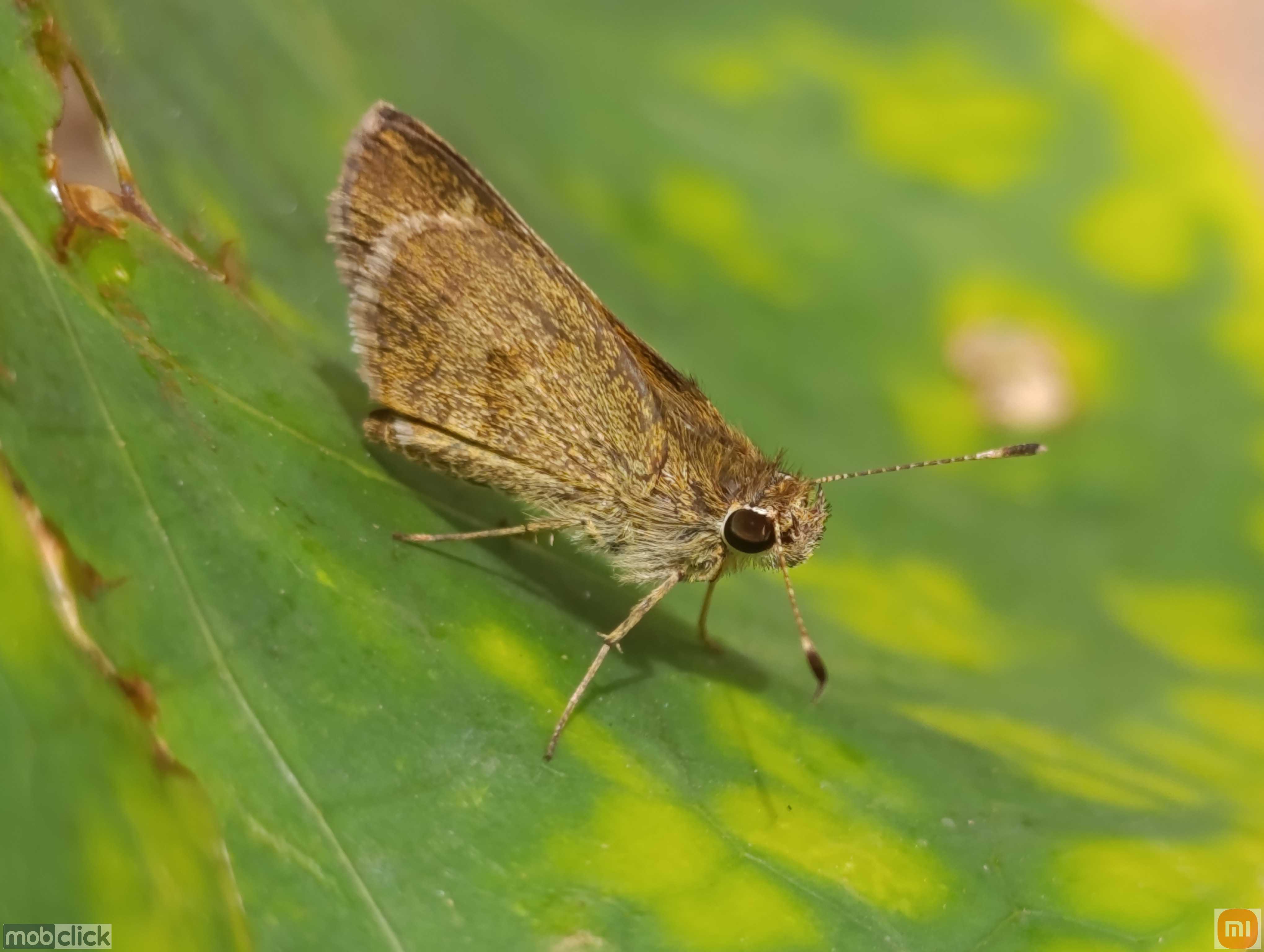 Callimormus saturnus - borboleta