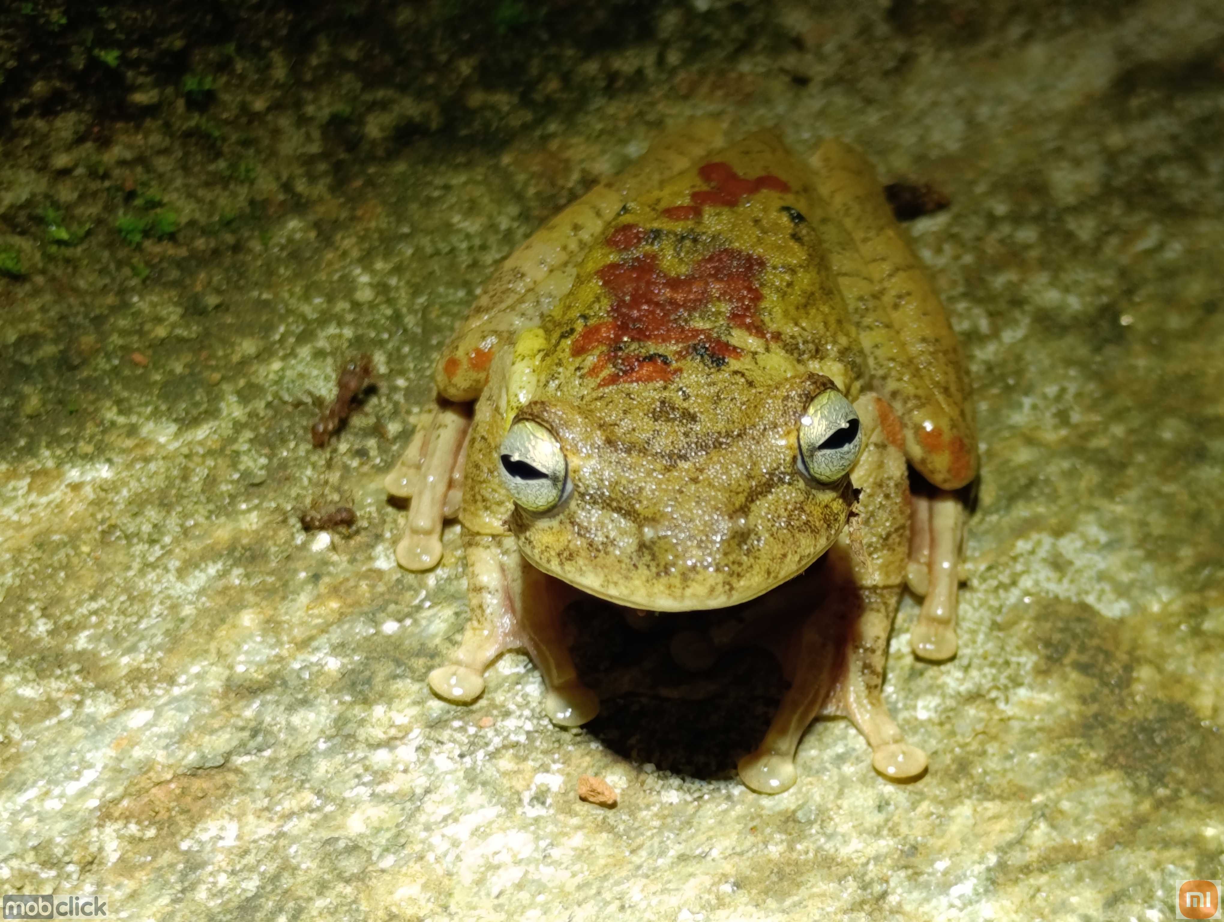 Perereca de usina - boana lundii