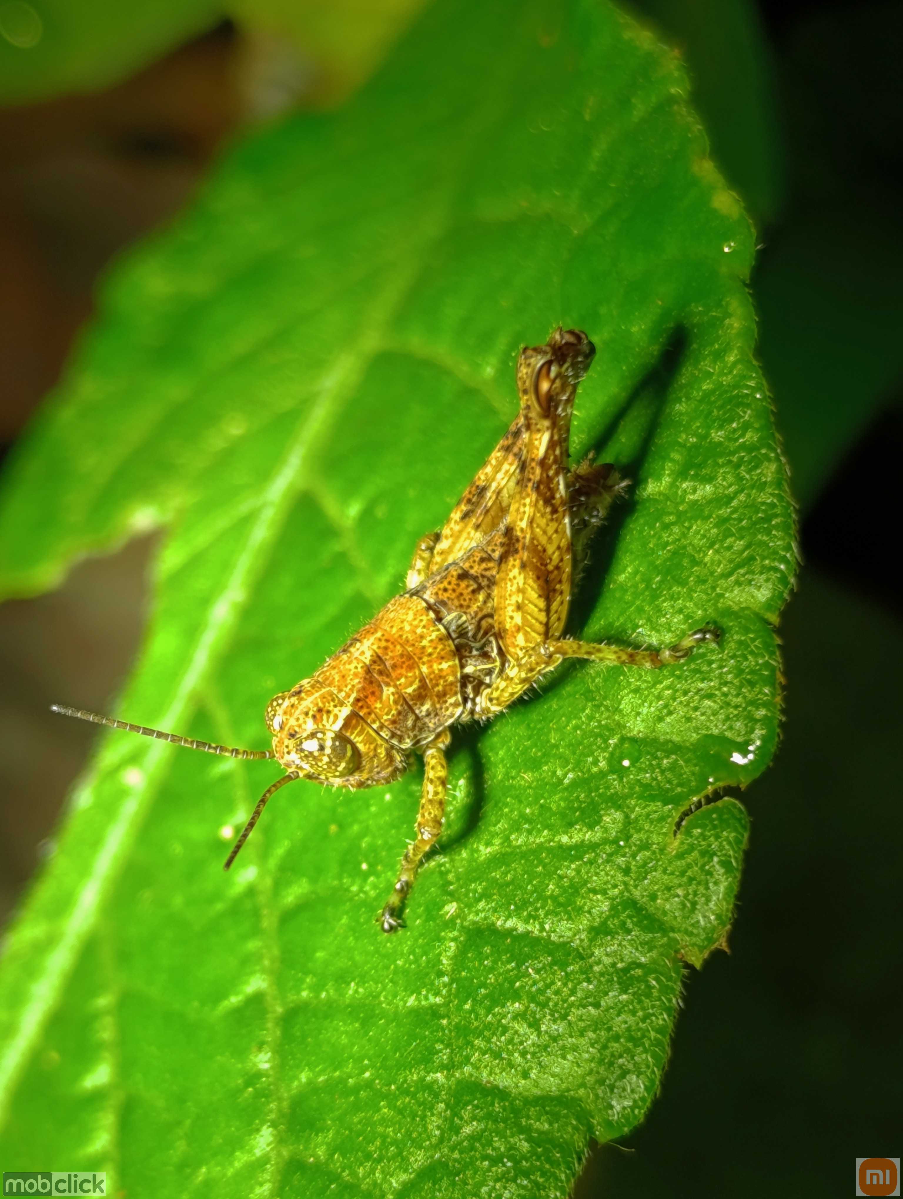 Gafanhoto
