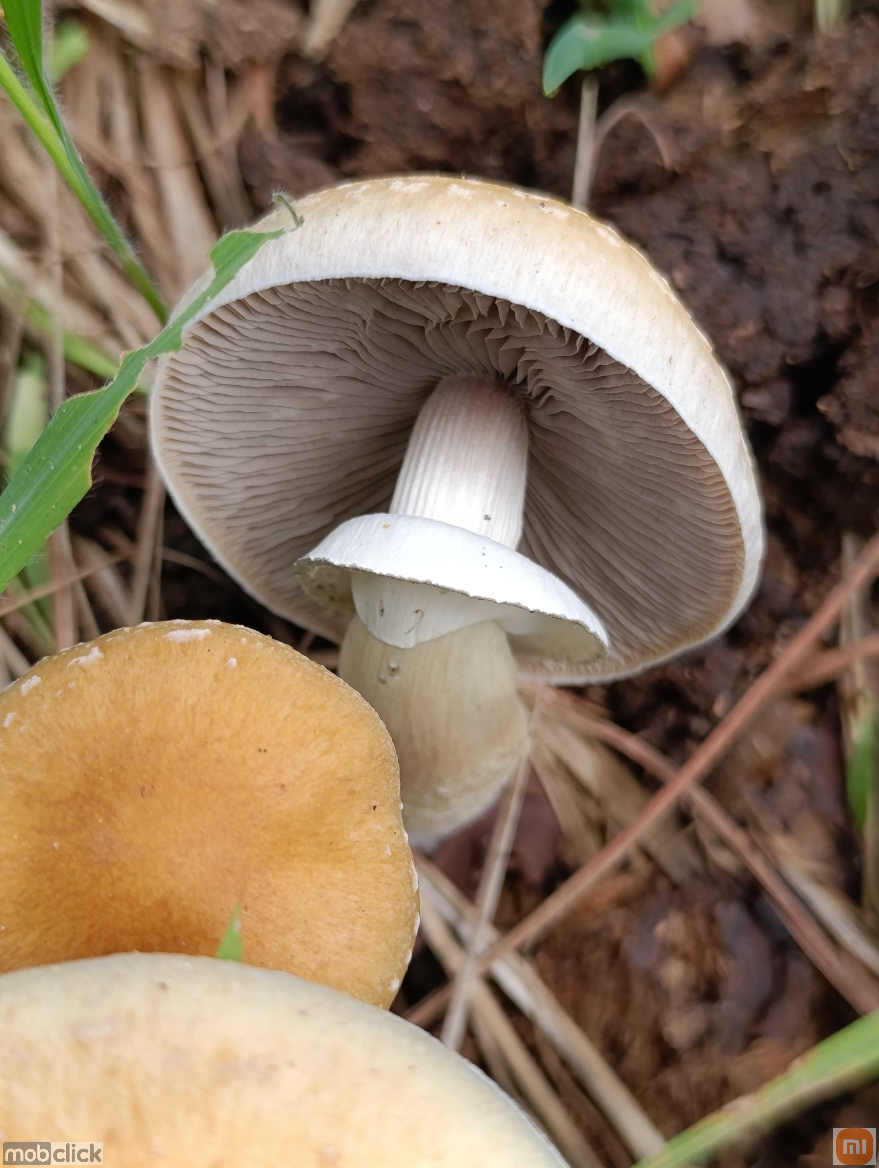 Cogumelos