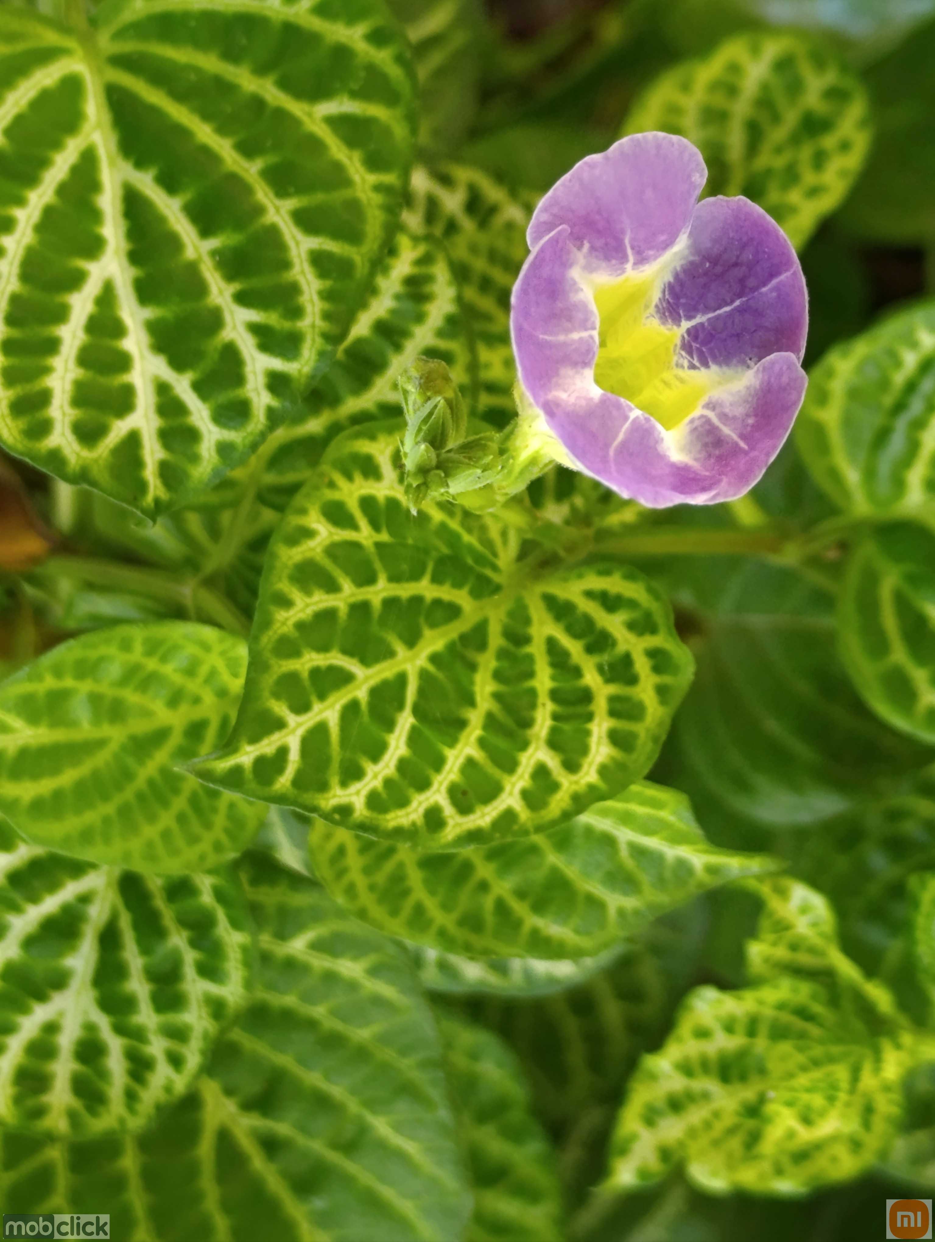Flor lilás e folhas verdes vivas