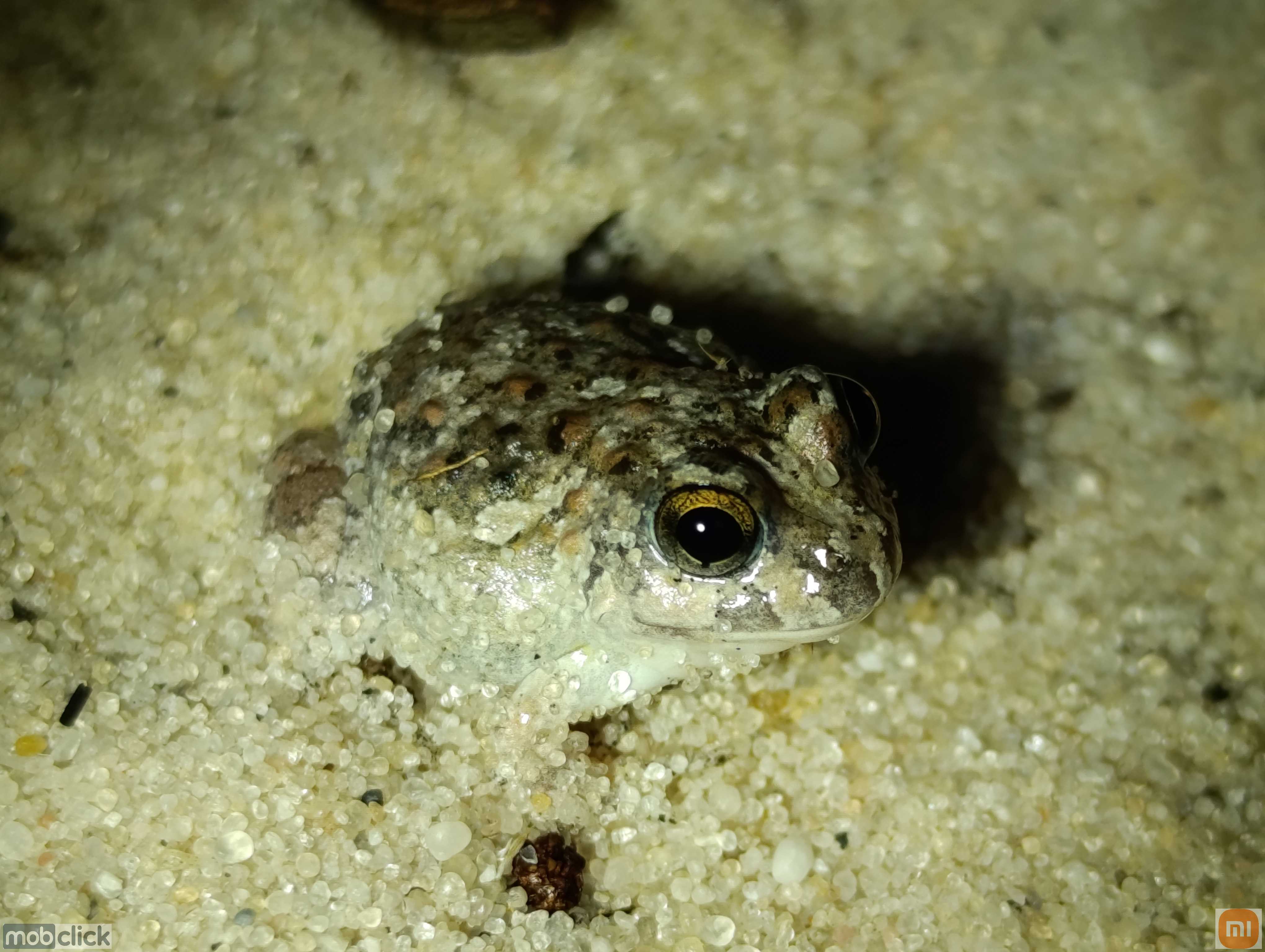 Rãzinha da caatinga