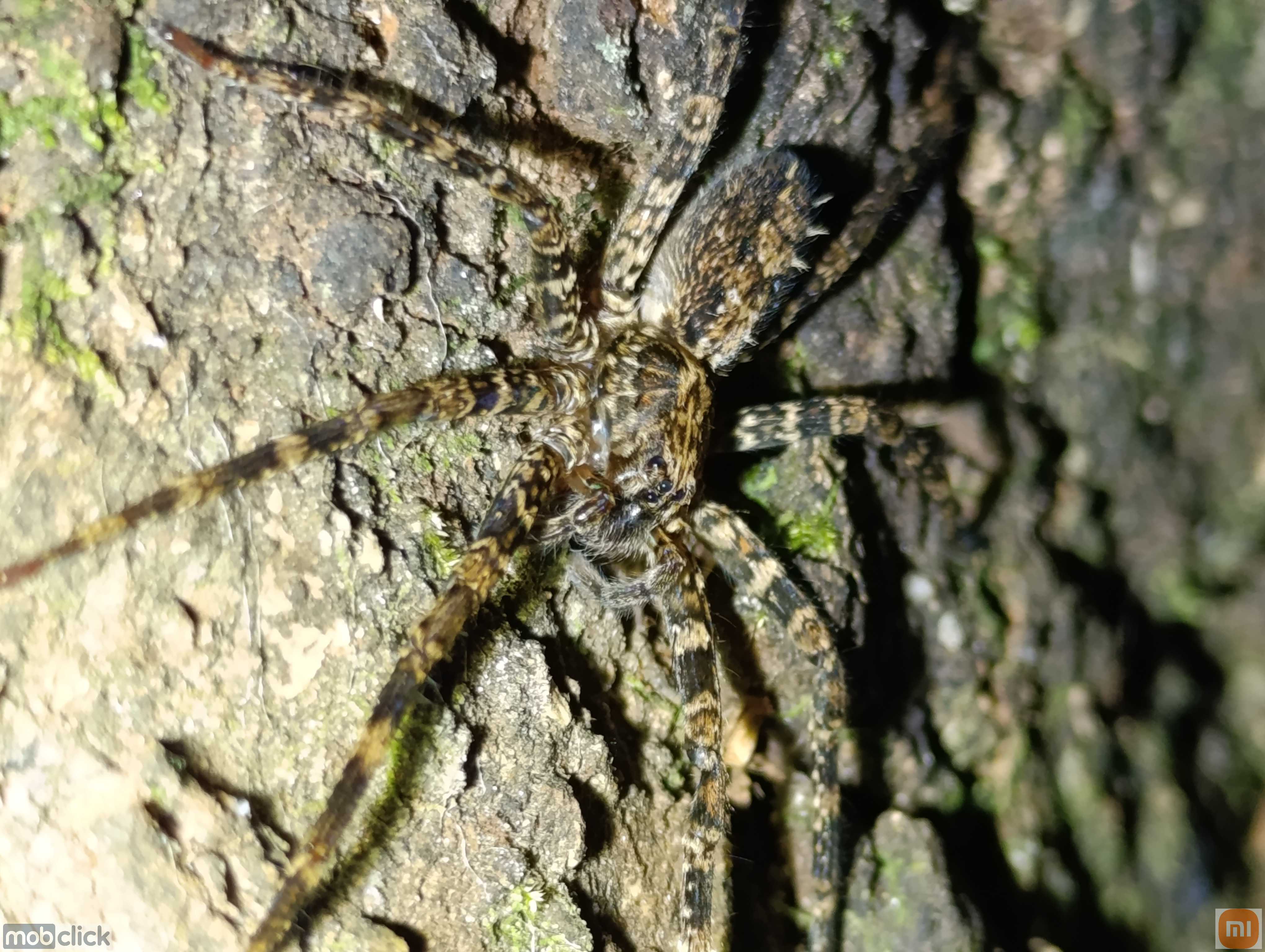 Aranhas do cerrado