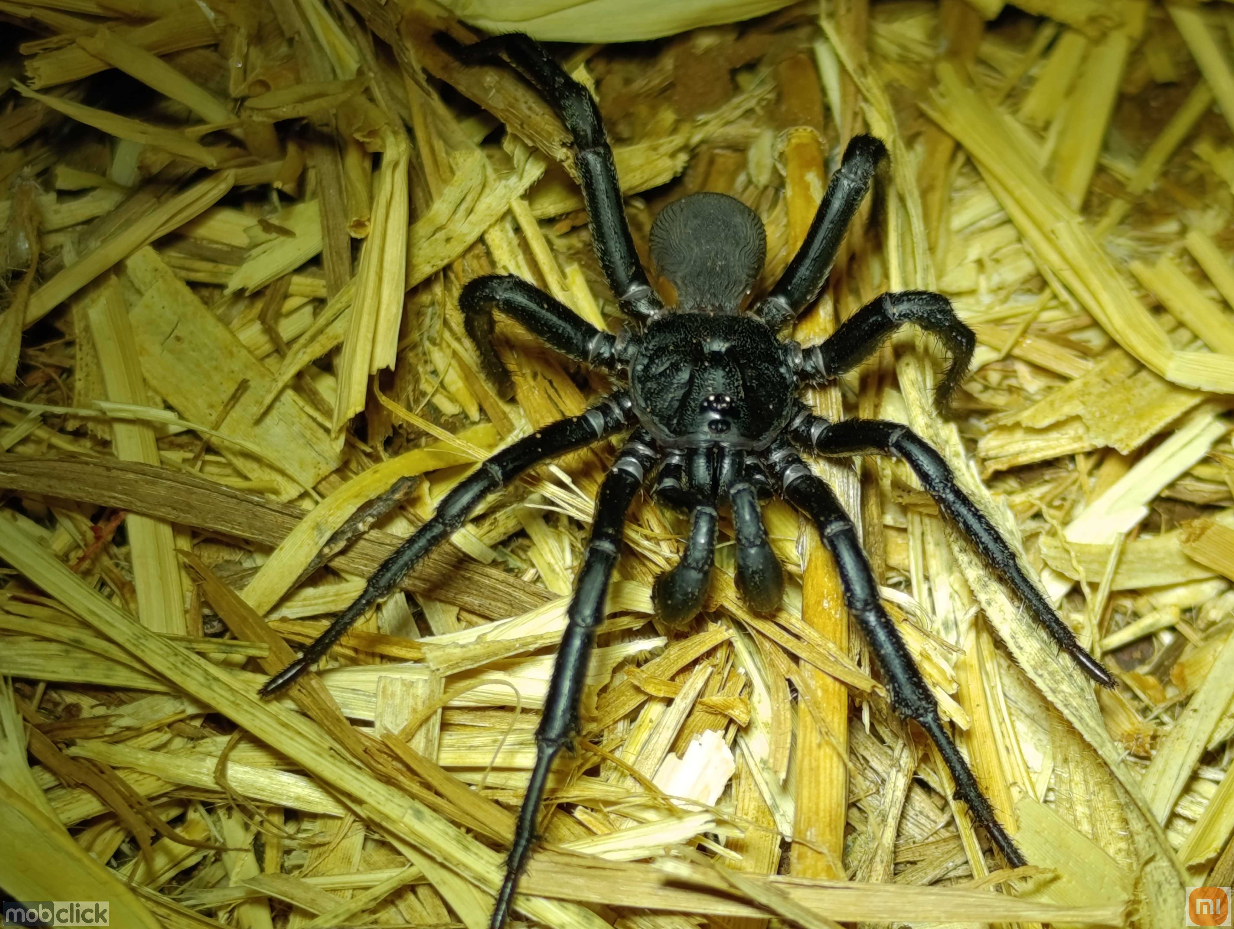 Aranhas do cerrado