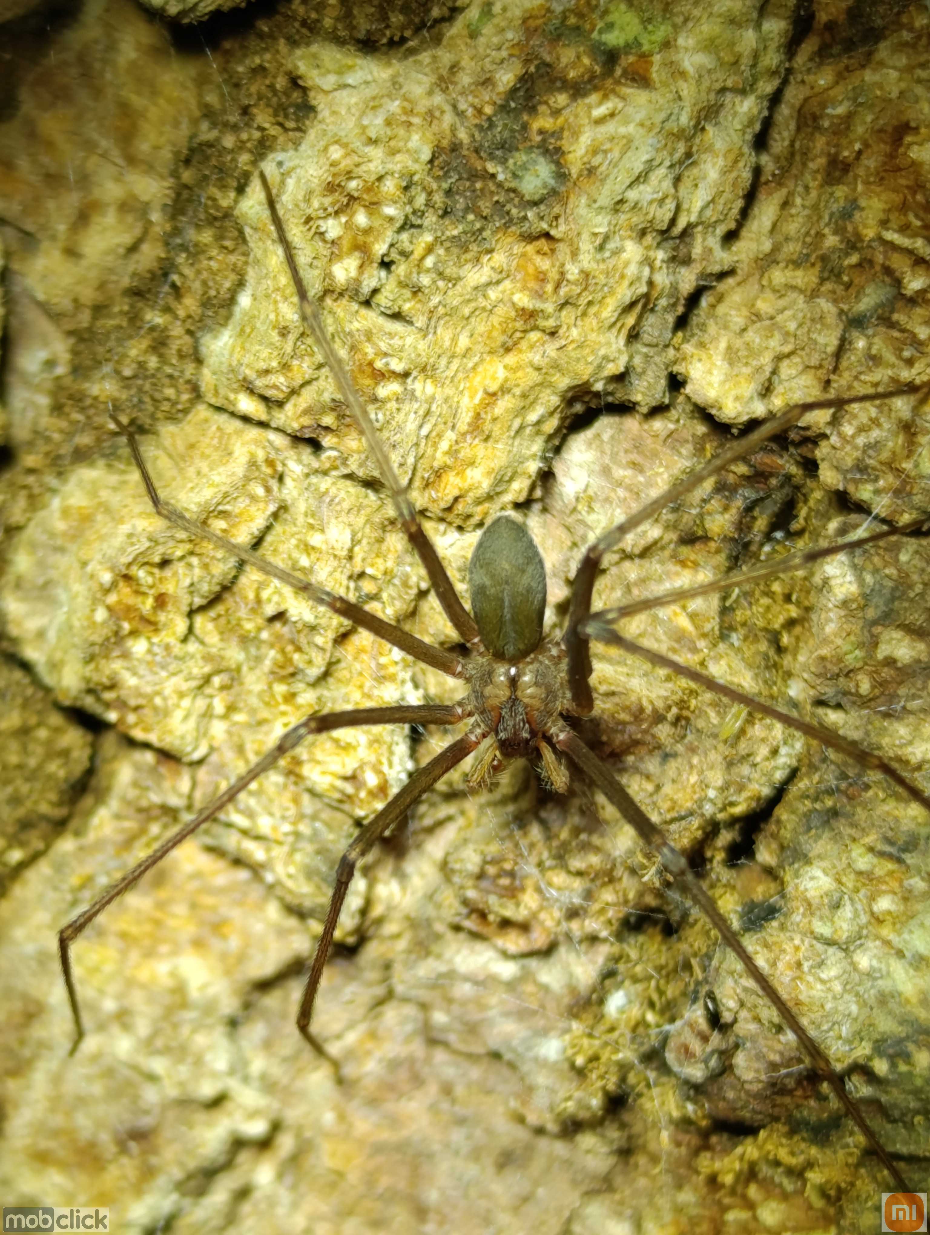 Aranha marrom
