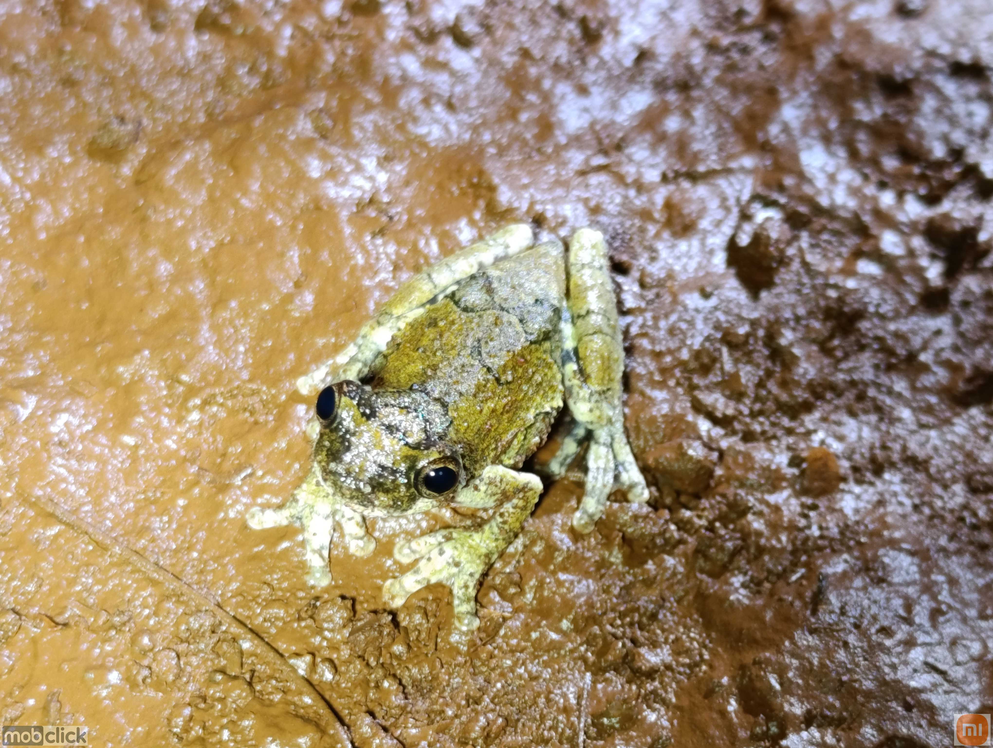Perereca