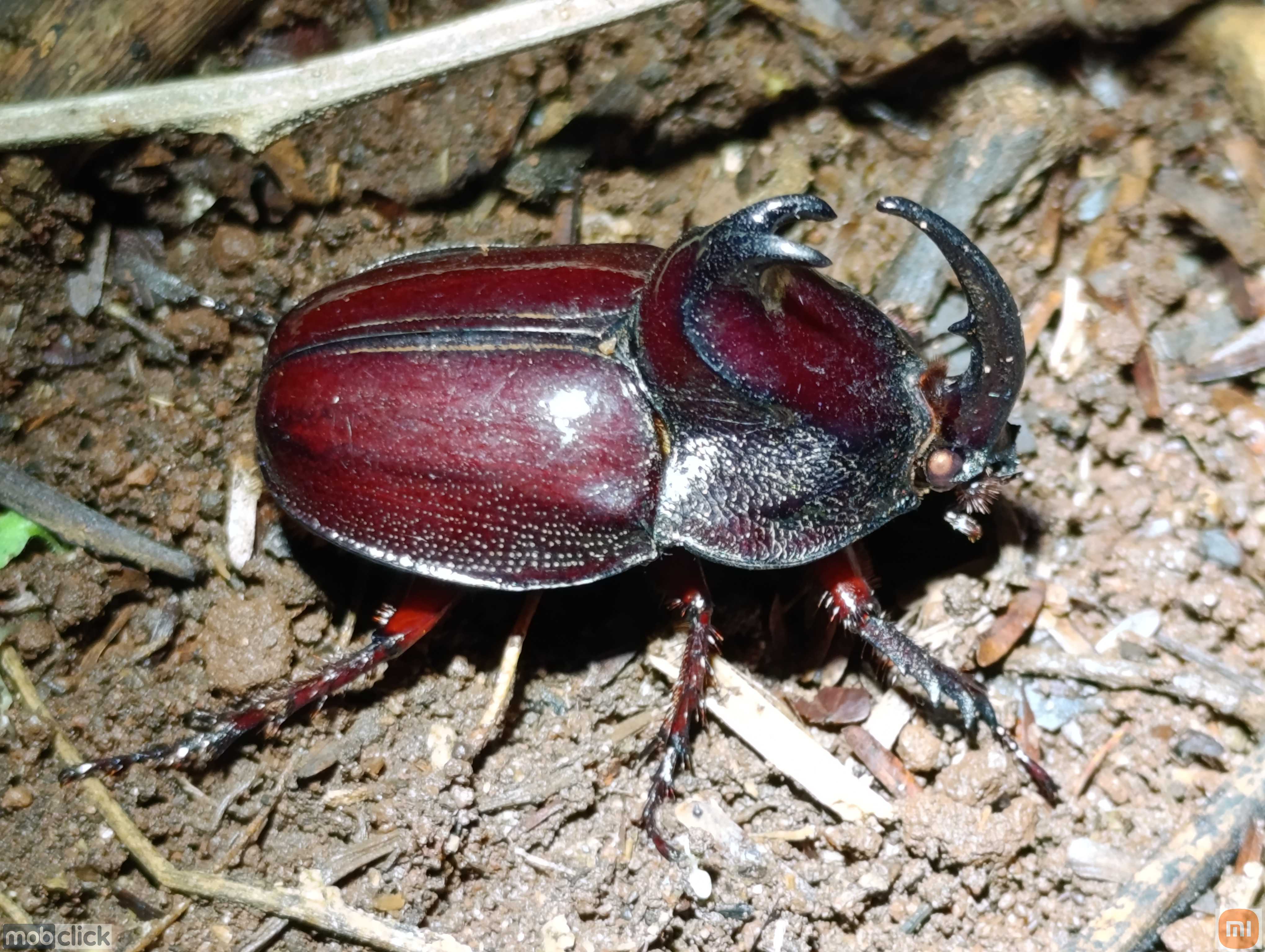 Besouro rinoceronte