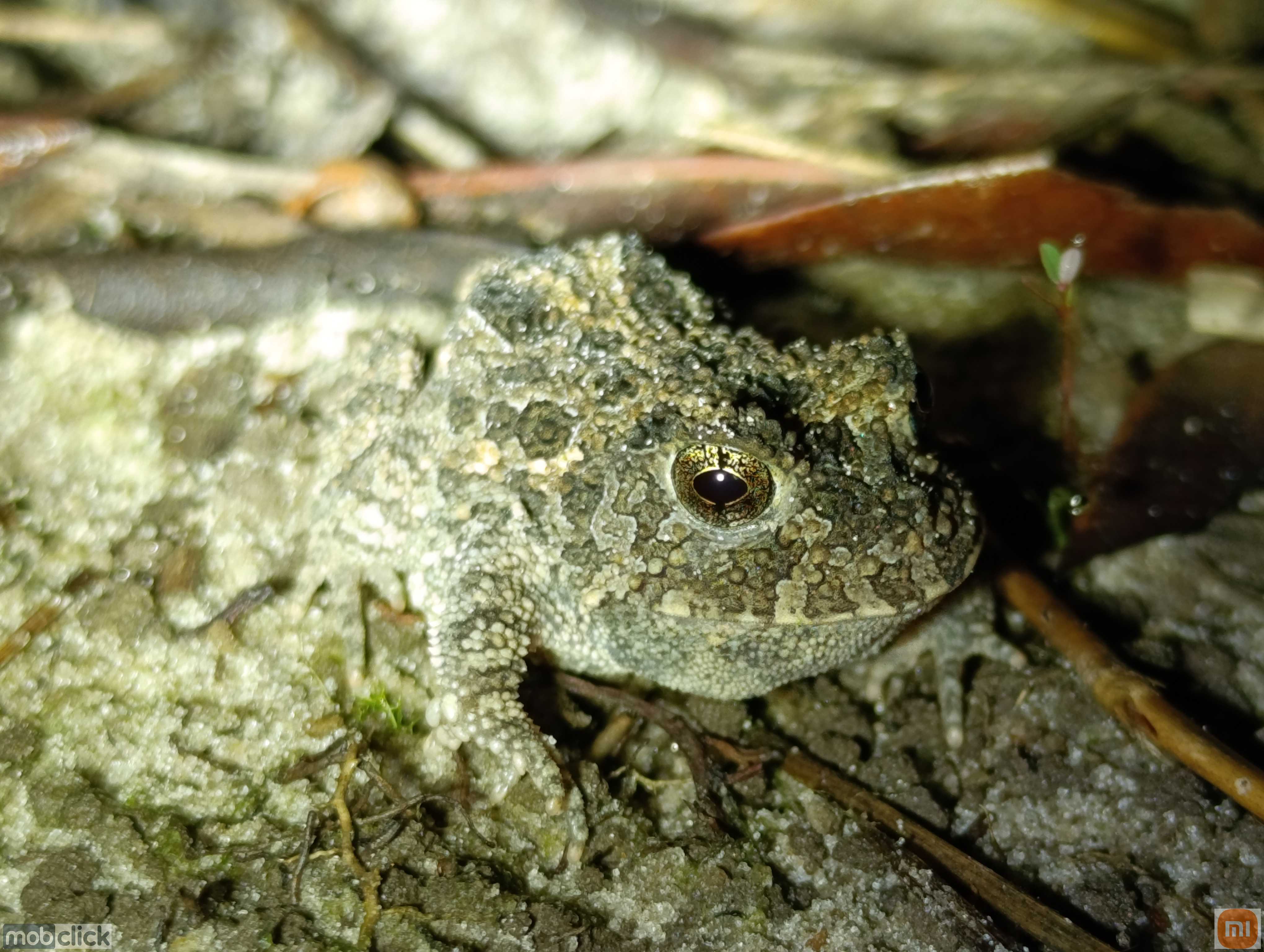 Proceratophrys dibernardoi - sapos de chifre
