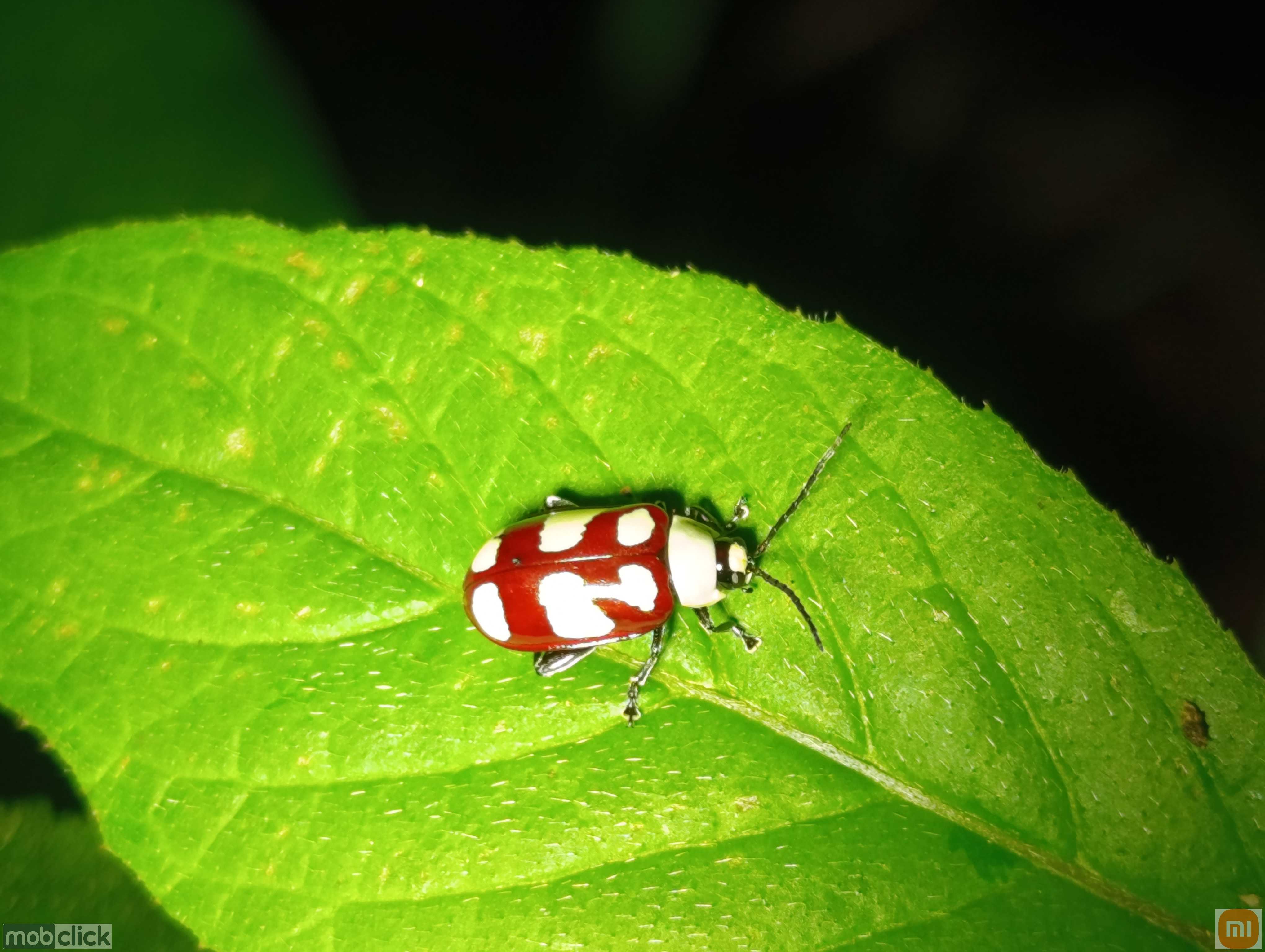 Besouro colorido vermelho e branco