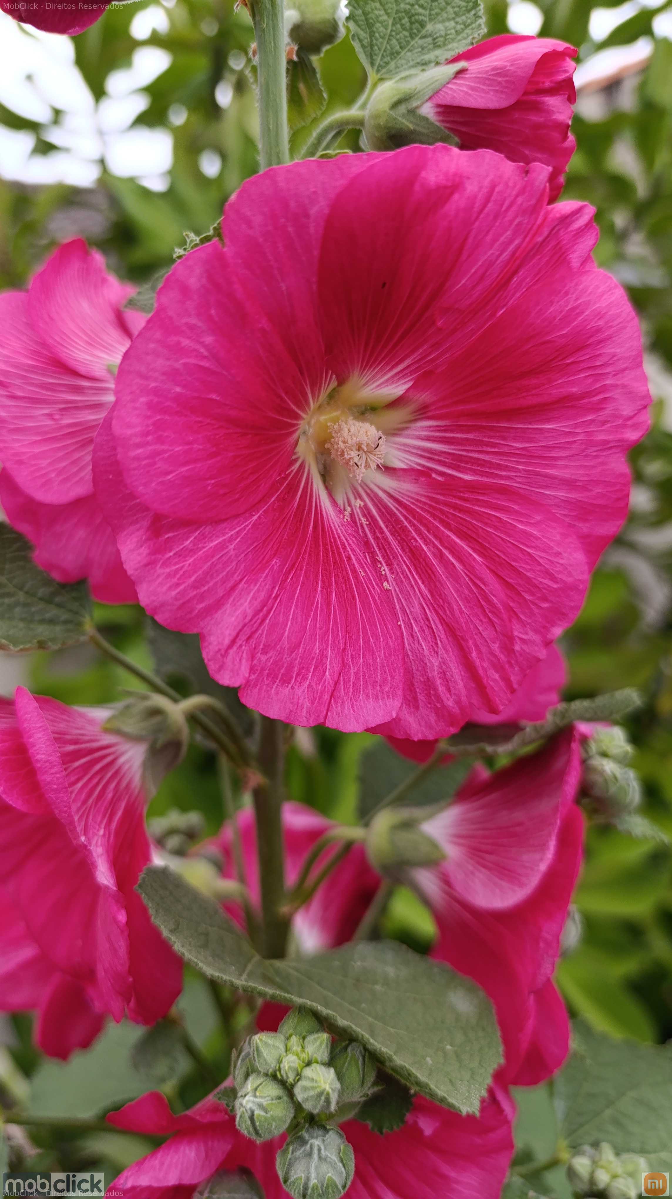 Flor - Alcea rosea