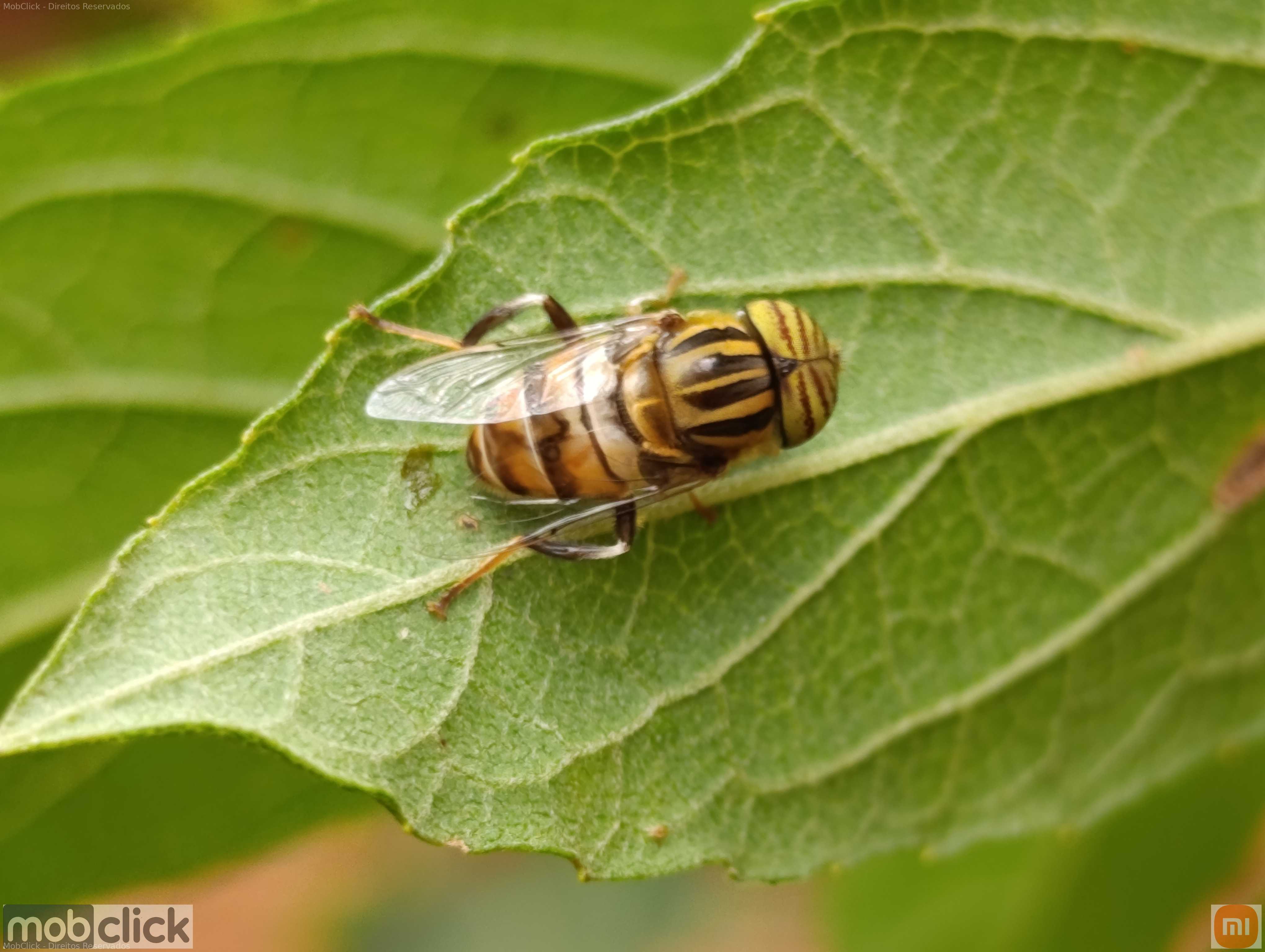 Mosca amarela e preta