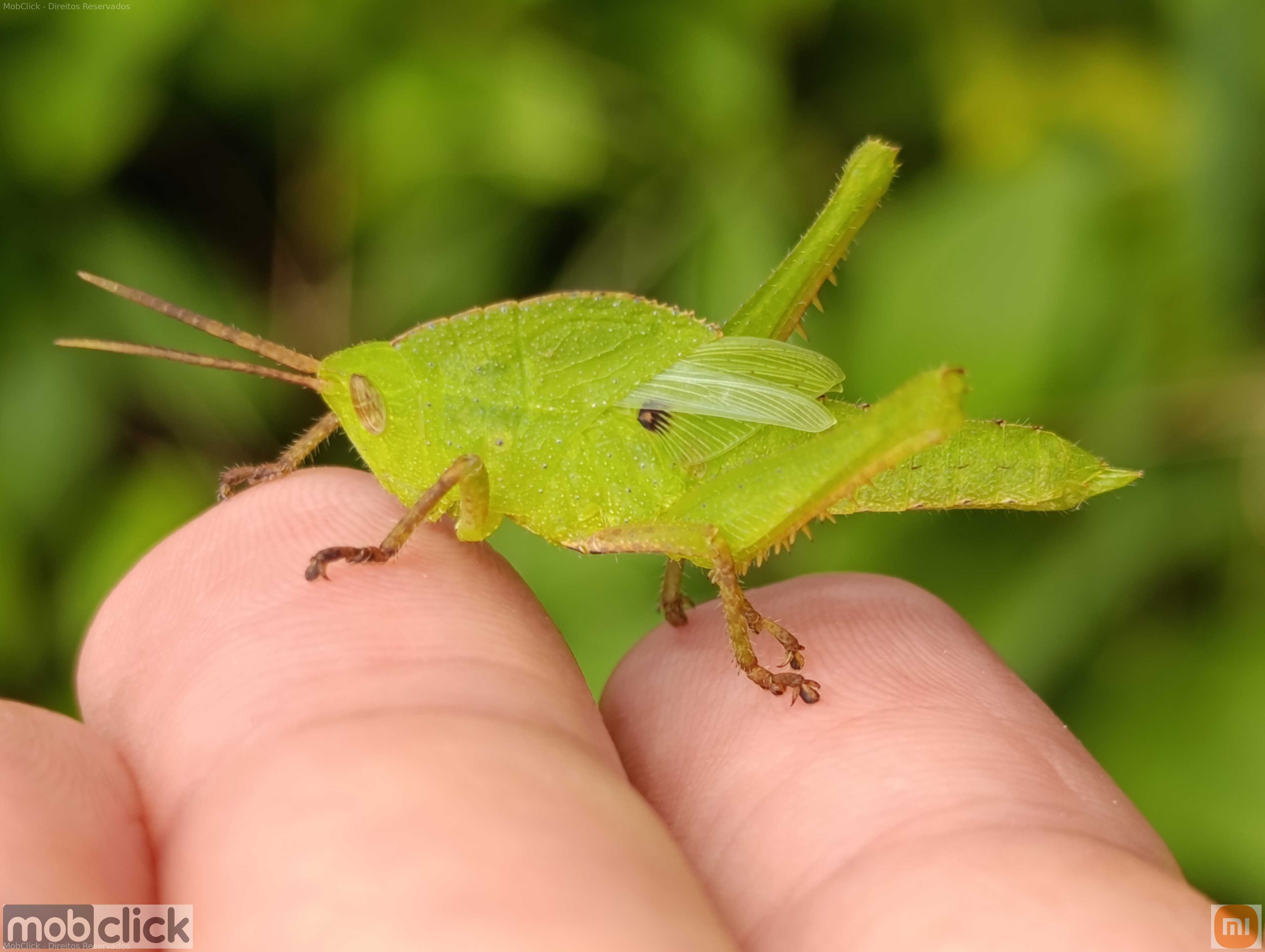 Esperança verde