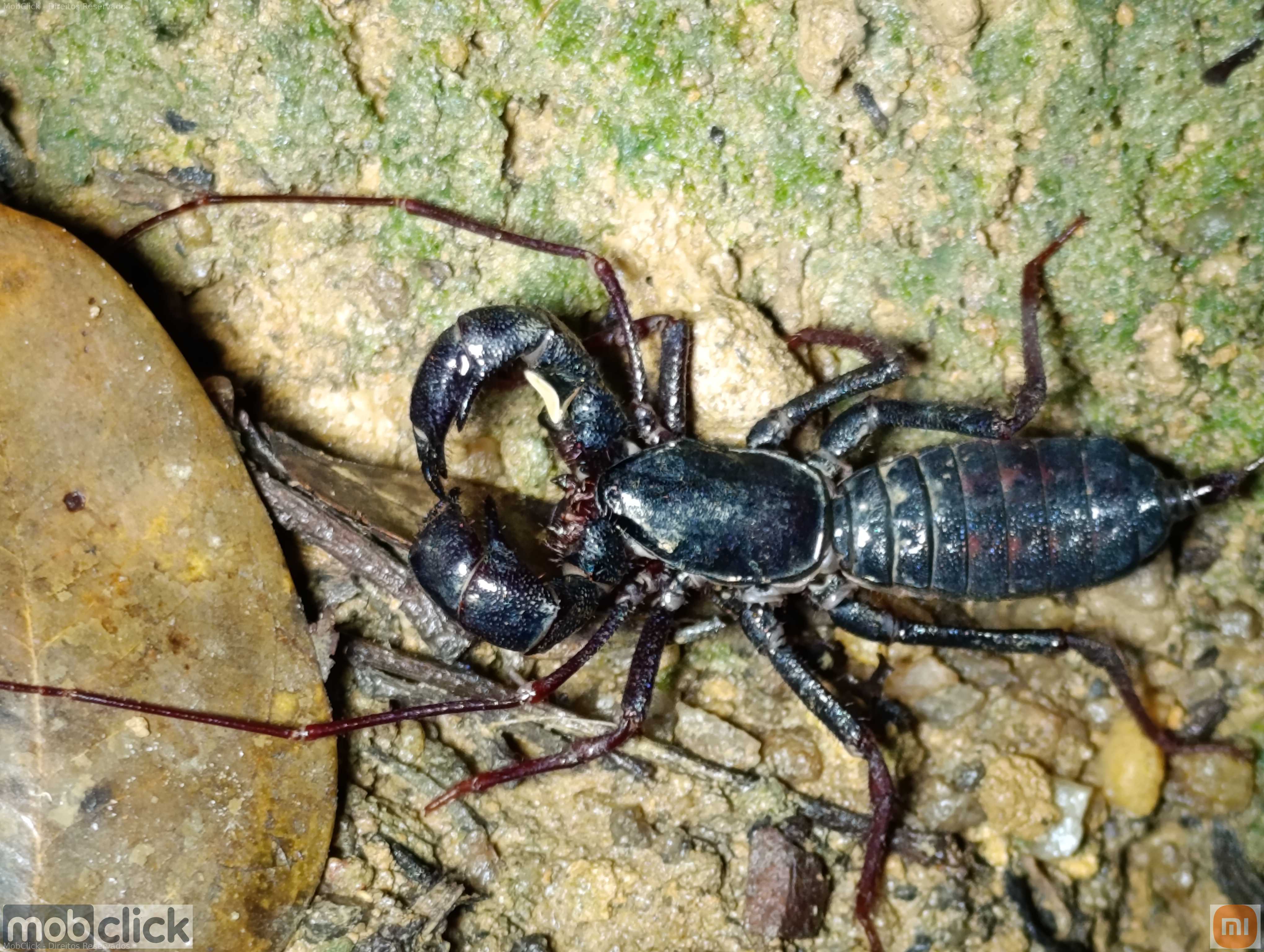 Escorpião vinagre