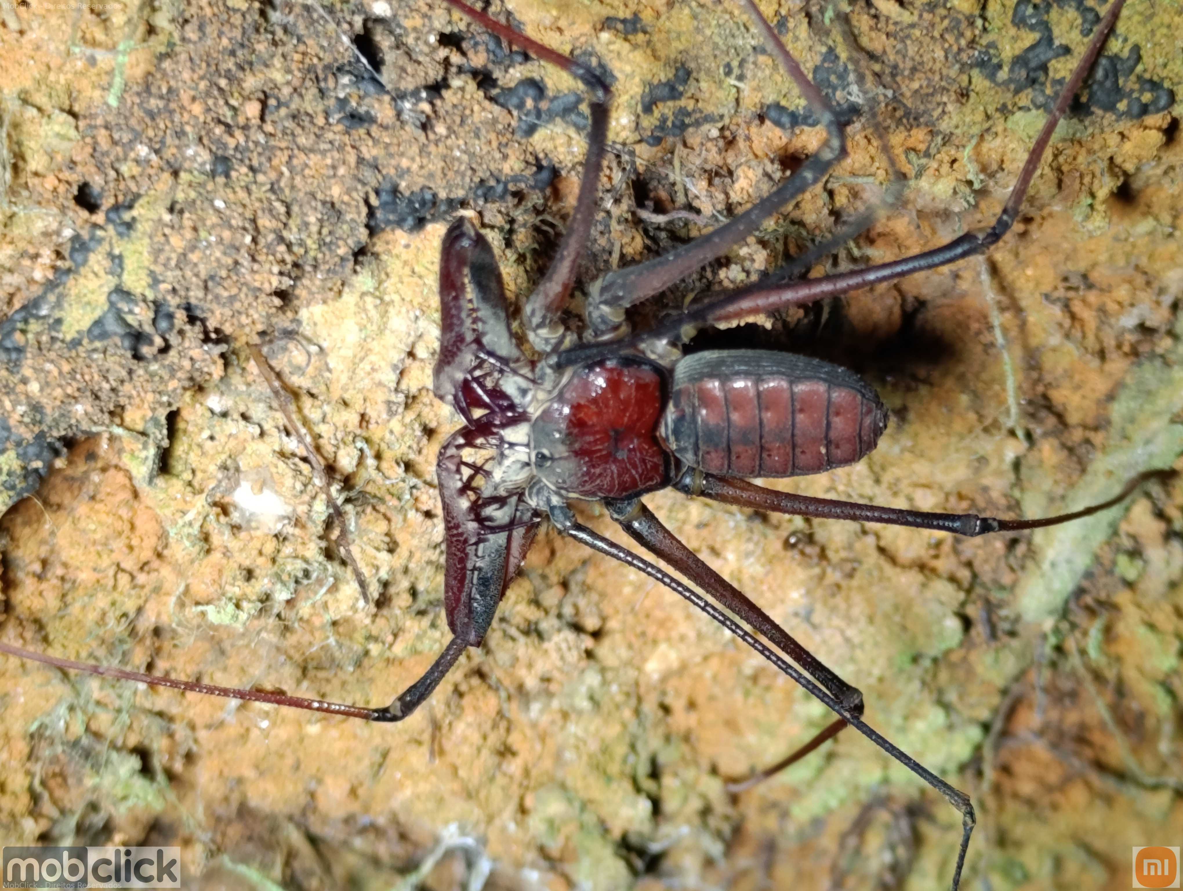Aranha chicote
