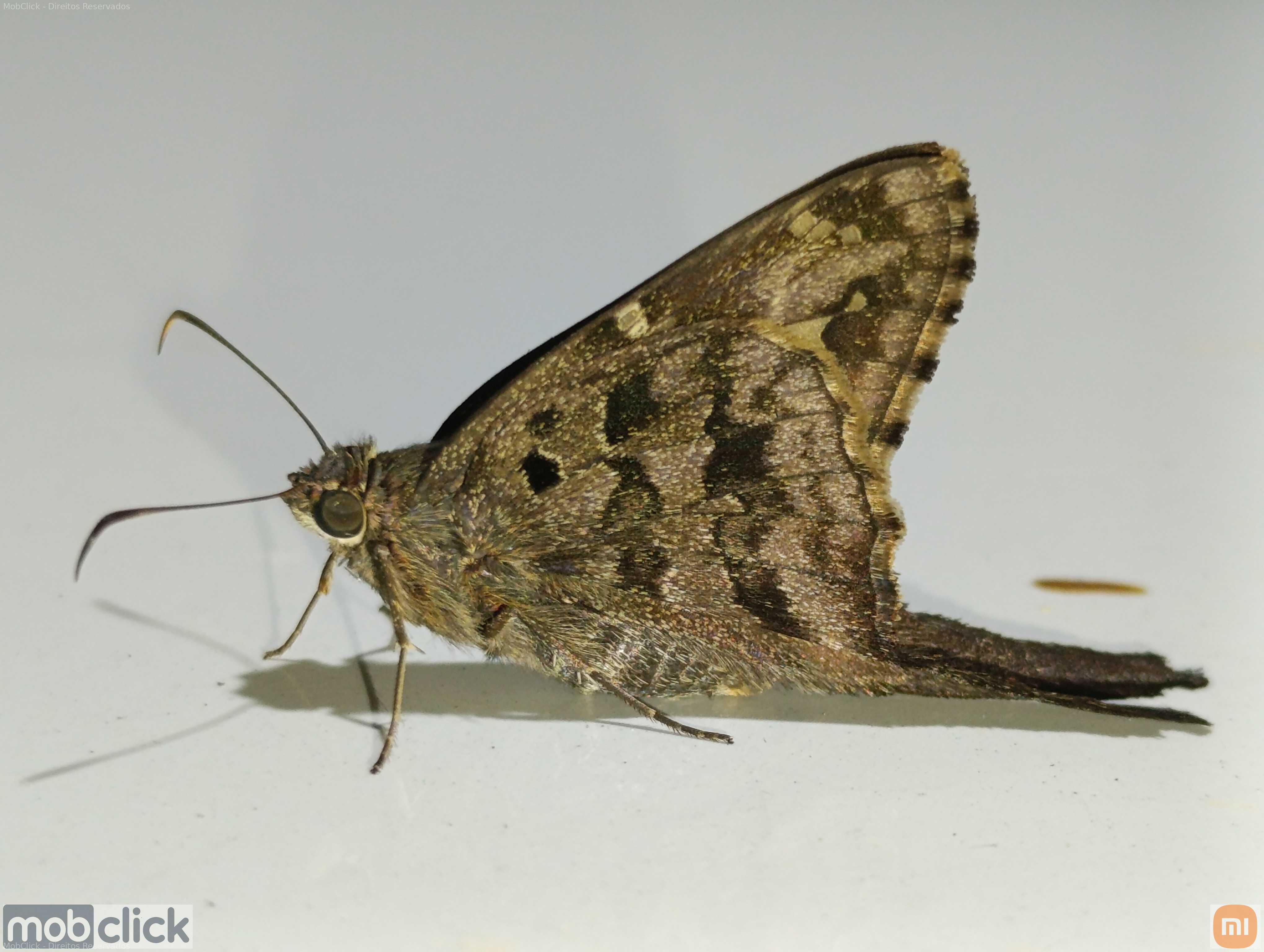 Mariposa-de-Cauda-Lilás - borboleta