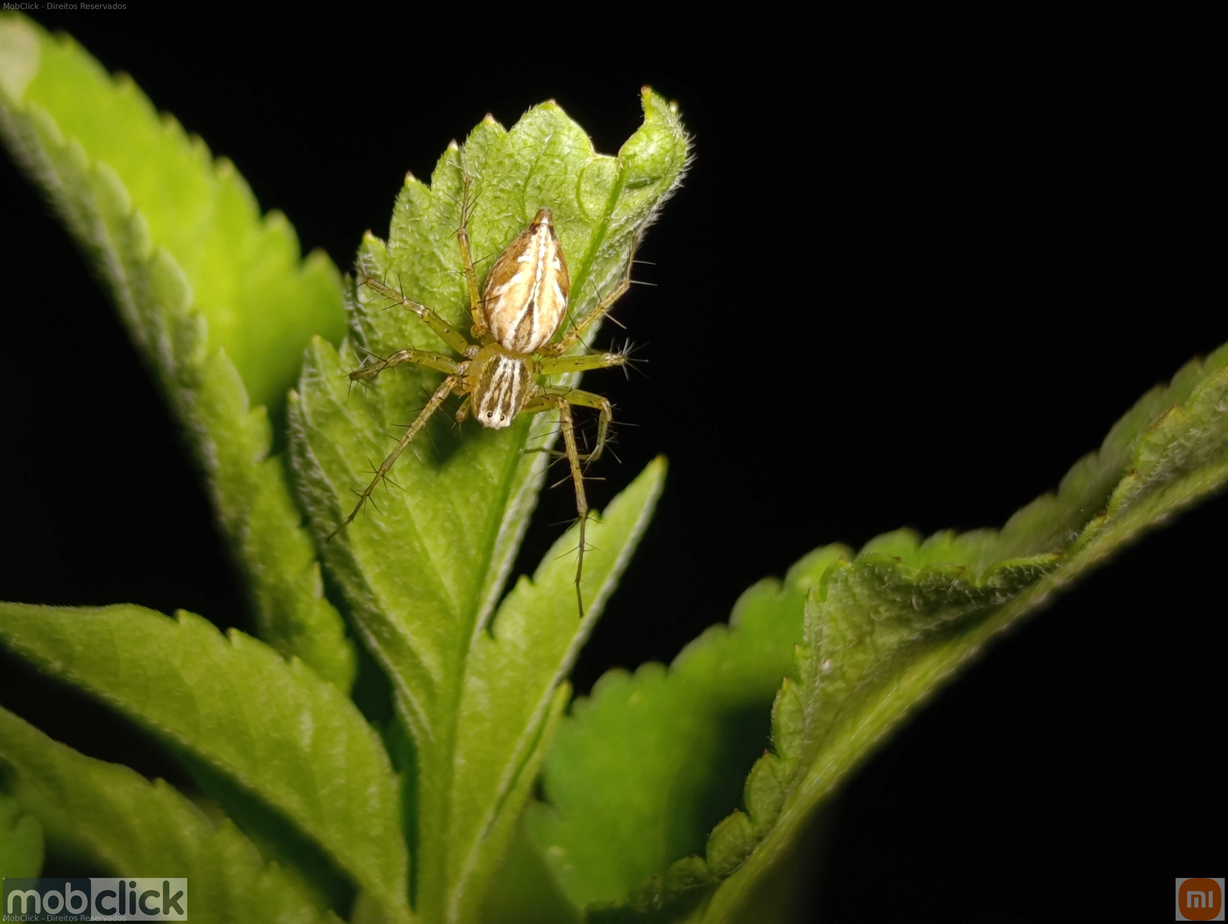 Oxyopes salticus - aranhas de jardim