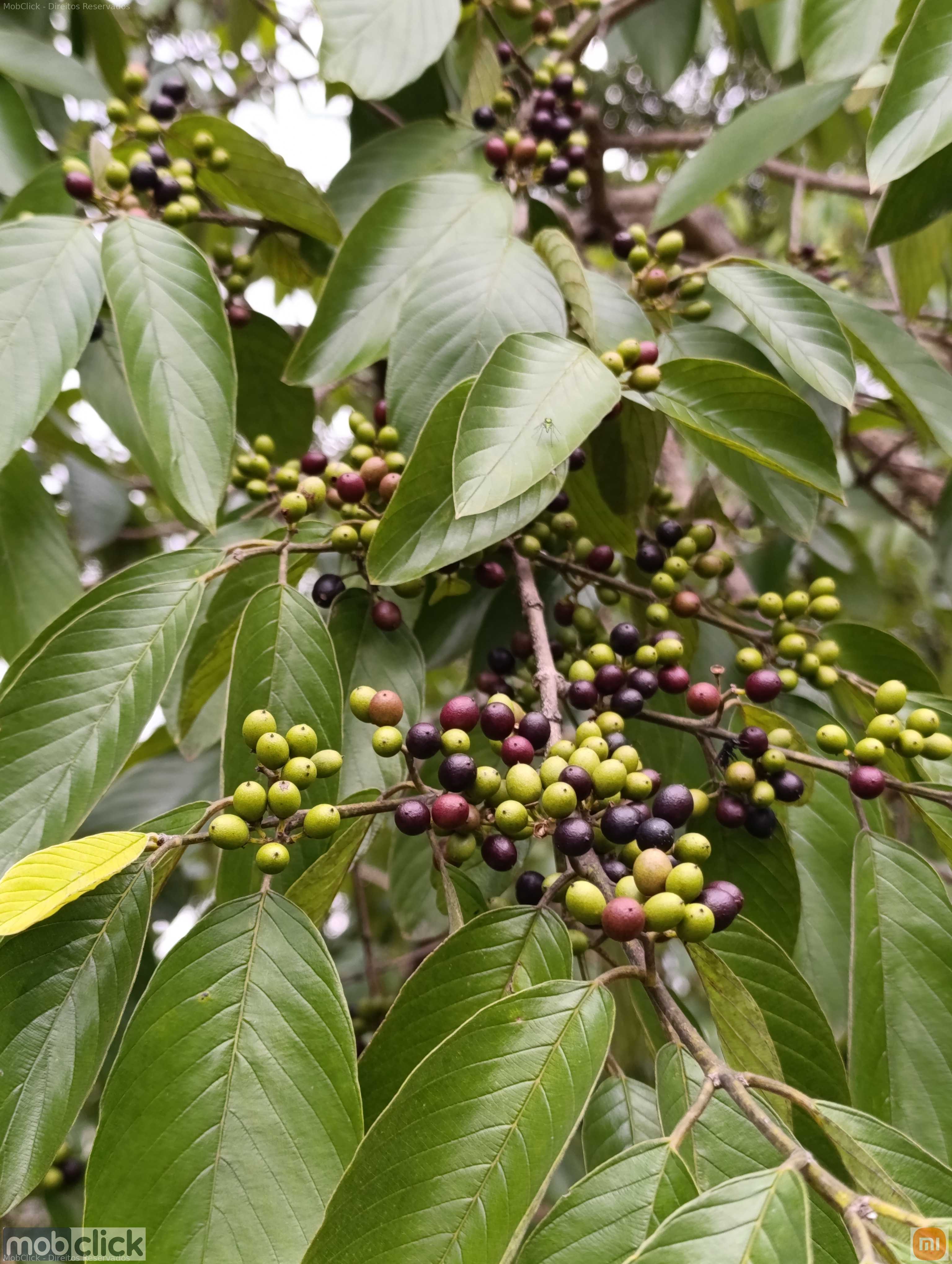 Plantas do cerrado - cafezinho do cerrado
