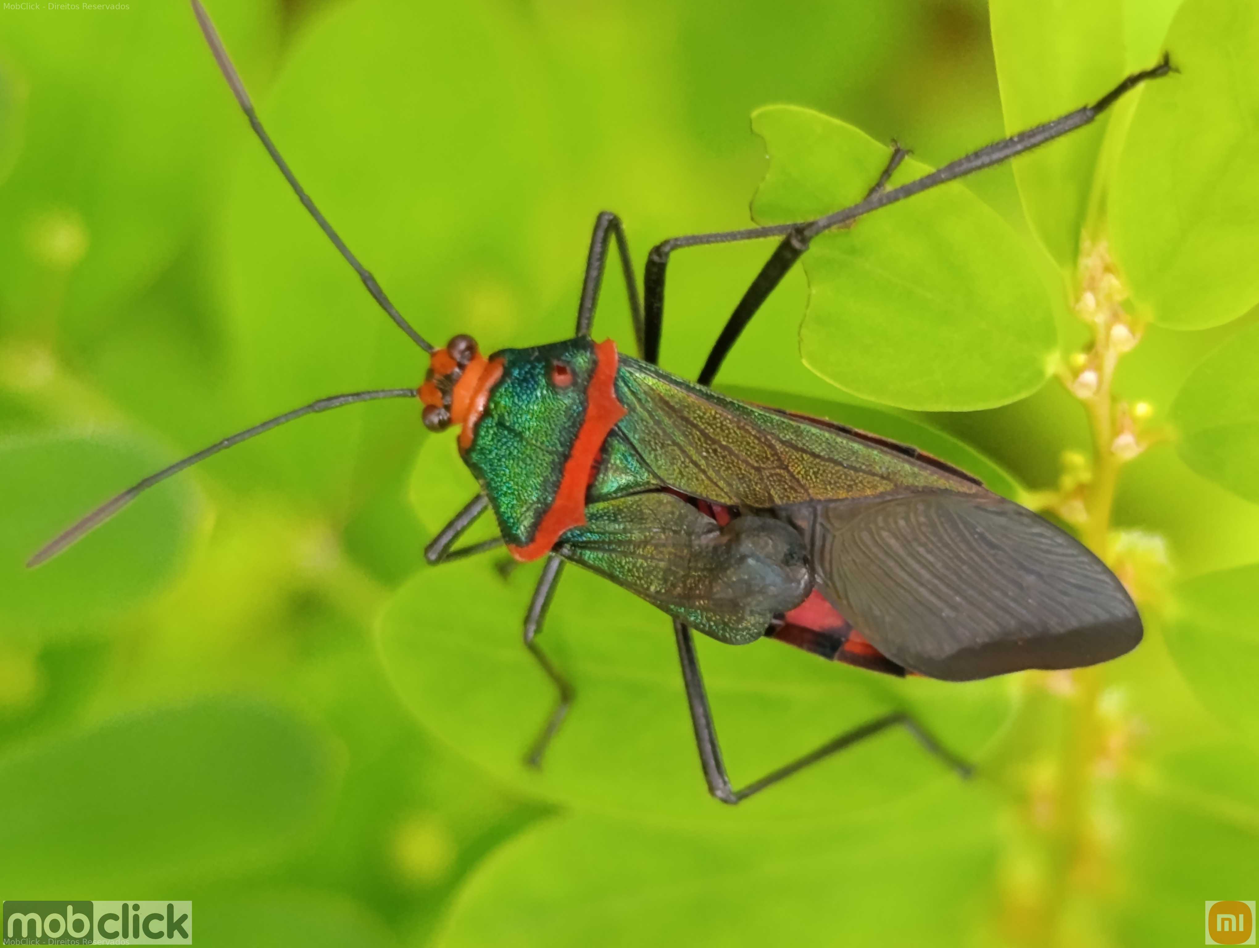 Percevejo quebra pedras - Sphictyrtus chrysis