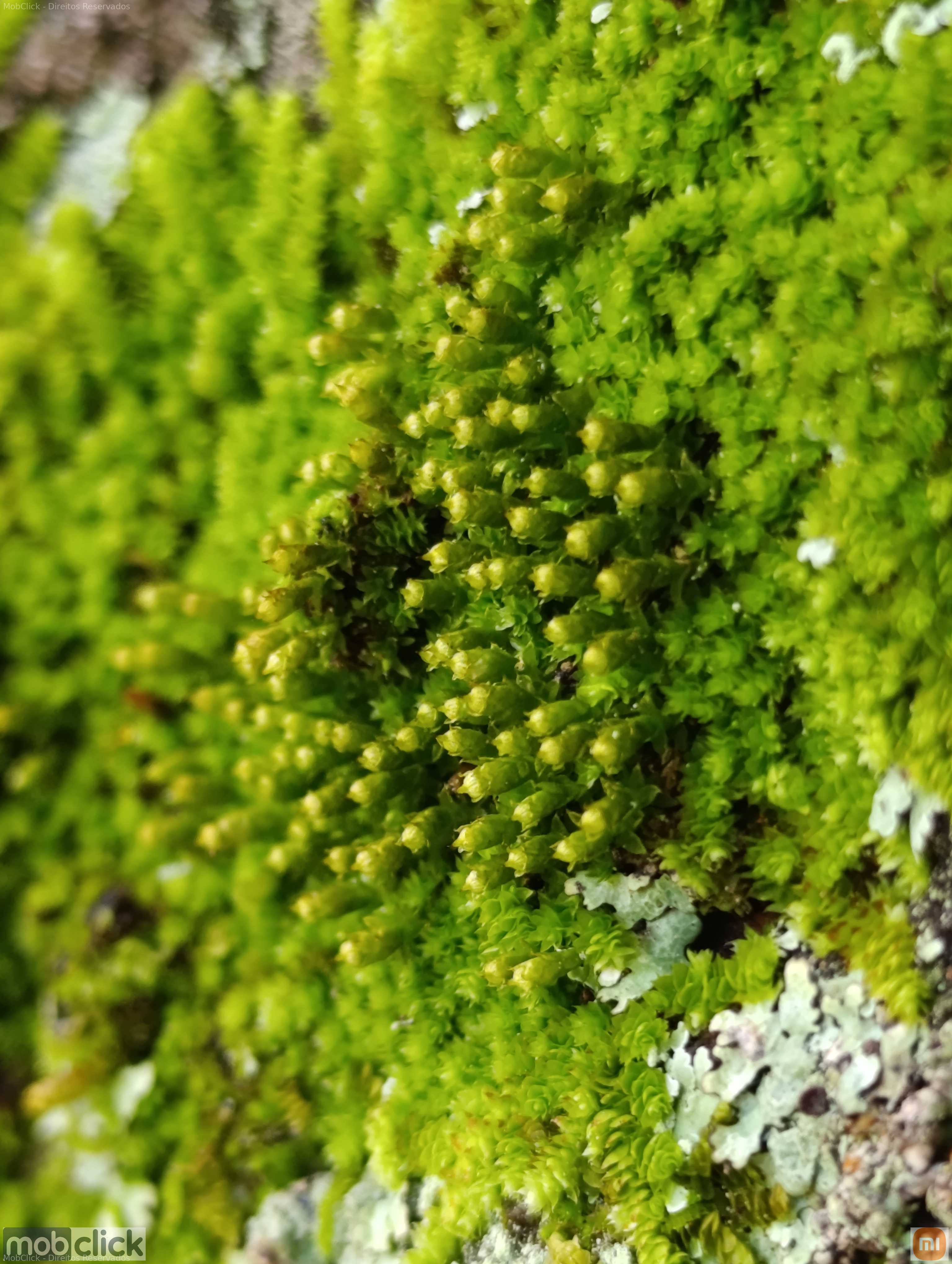 Musgos verdes