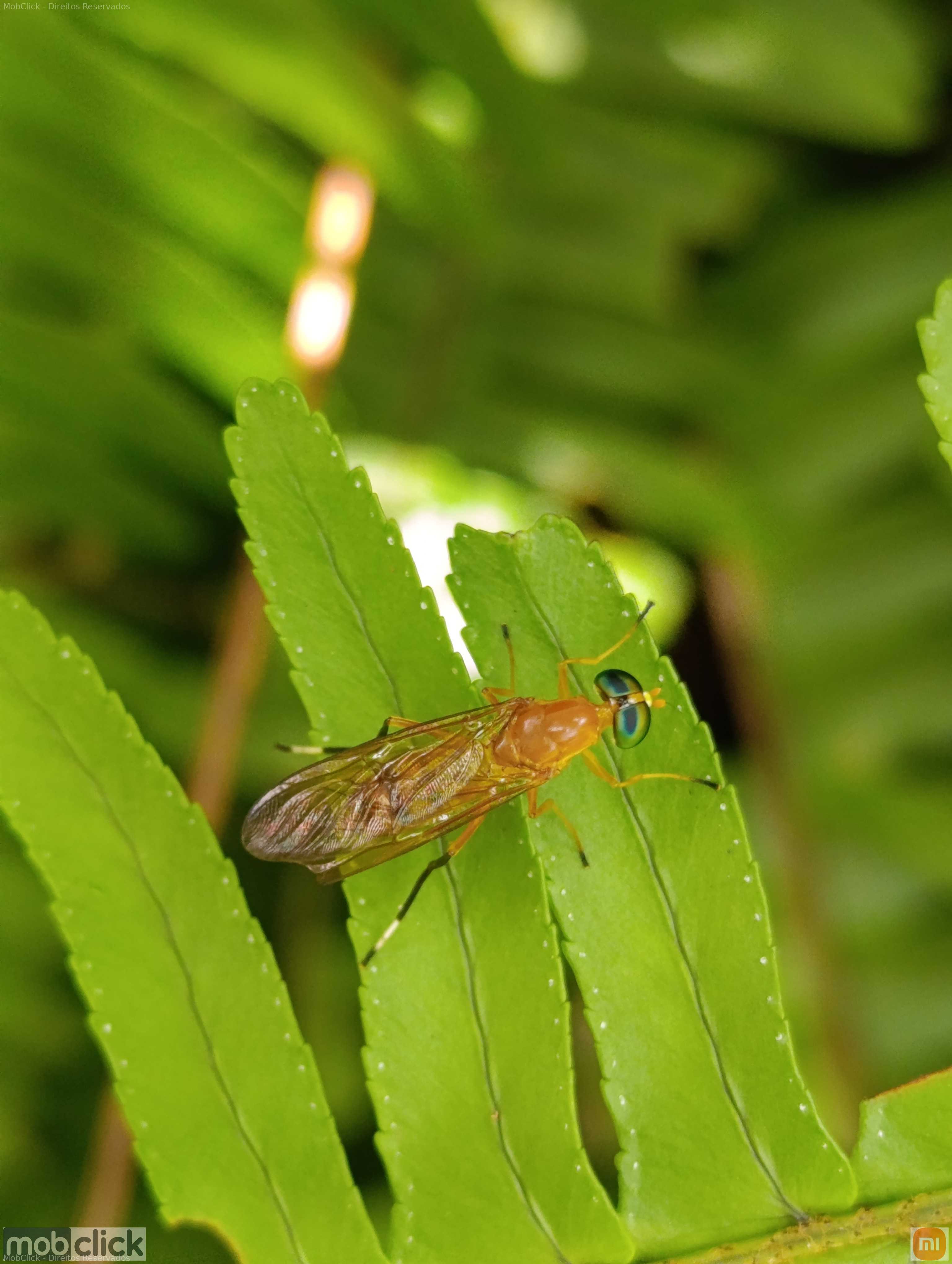 Ptecticus testaceus