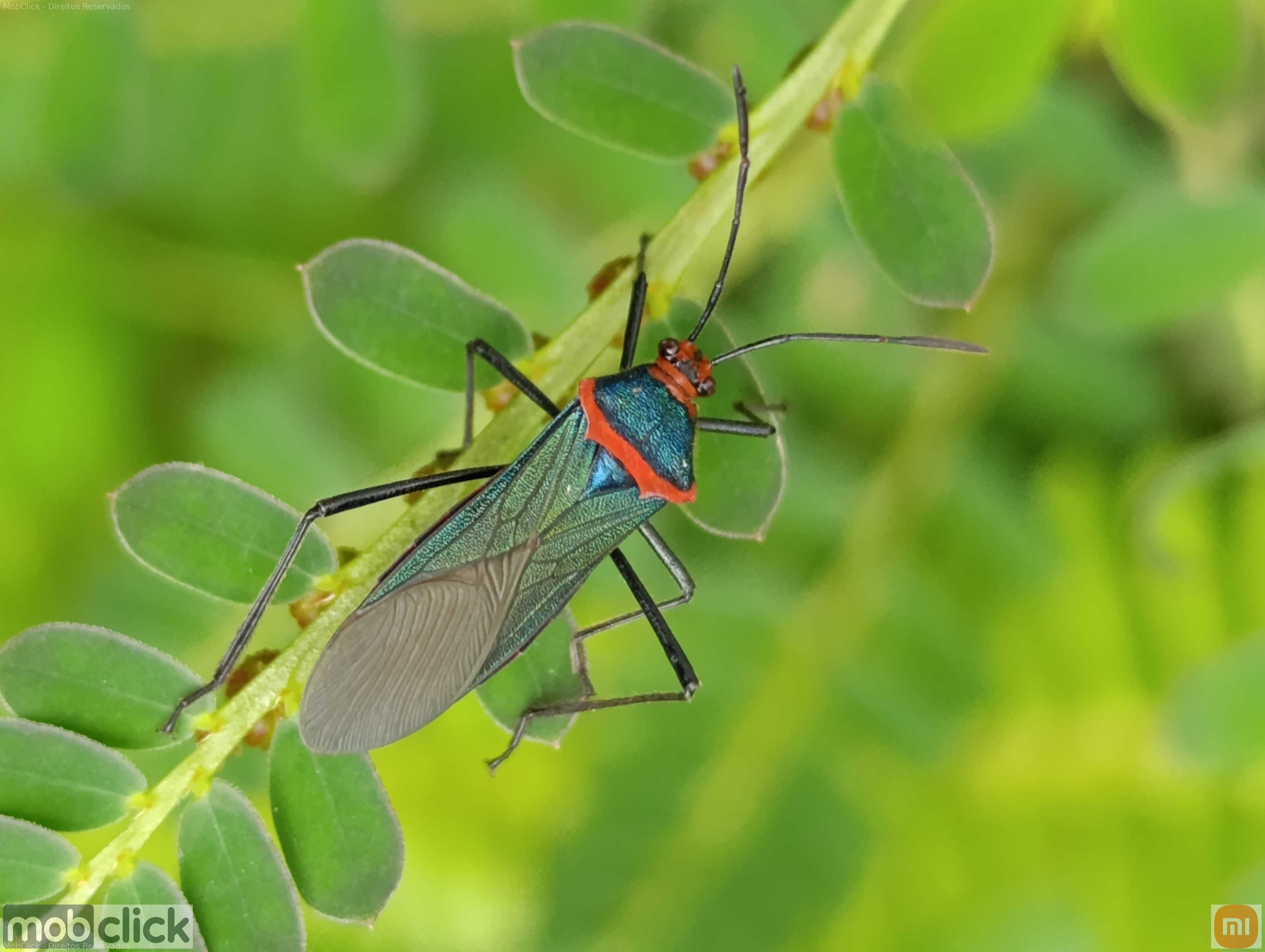 Percevejo quebra pedras - Sphictyrtus chrysis